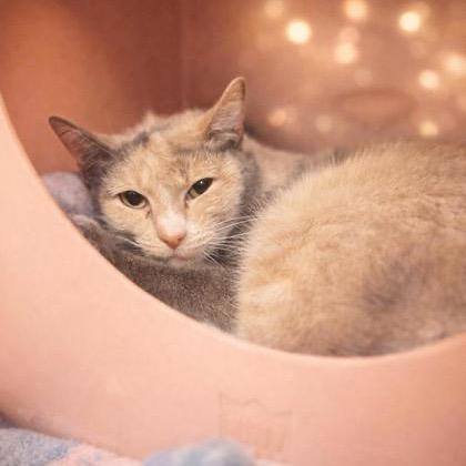 Enlarge Maisie, a Adoptable Domestic Short Hair in Oyster Bay, NY image 2/2