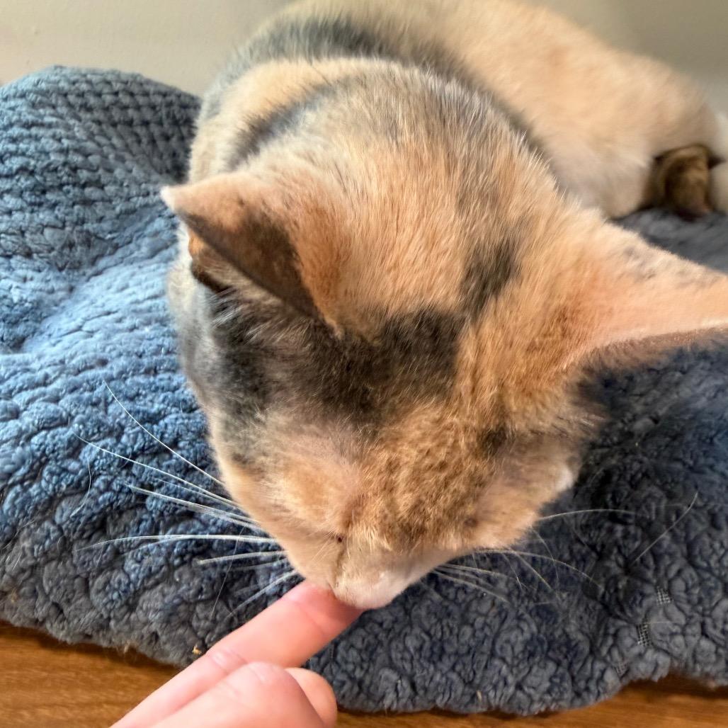 Enlarge Maisie, a Adoptable Domestic Short Hair in Oyster Bay, NY image 4/6
