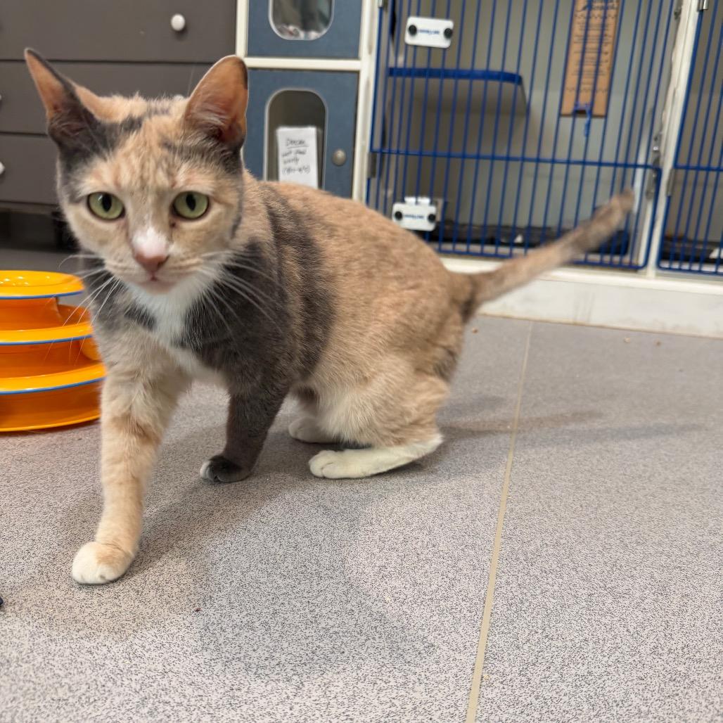 Enlarge Maisie, a Adoptable Domestic Short Hair in Oyster Bay, NY image 5/6