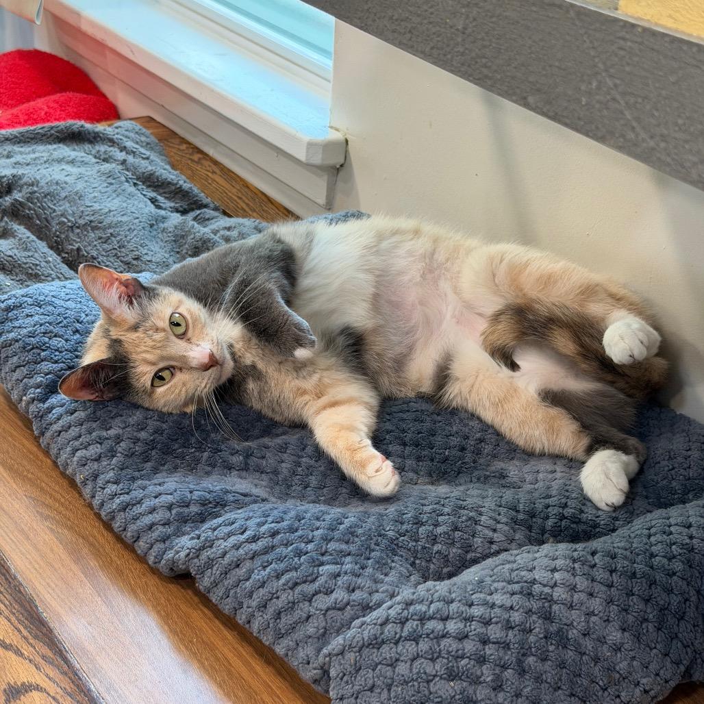 Enlarge Maisie, a Adoptable Domestic Short Hair in Oyster Bay, NY image 5/6