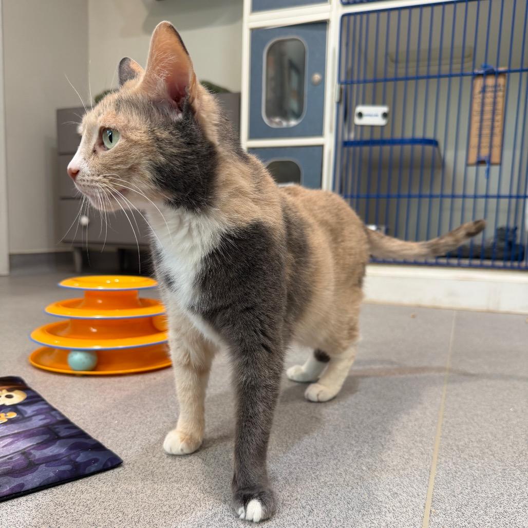 Enlarge Maisie, a Adoptable Domestic Short Hair in Oyster Bay, NY image 6/6