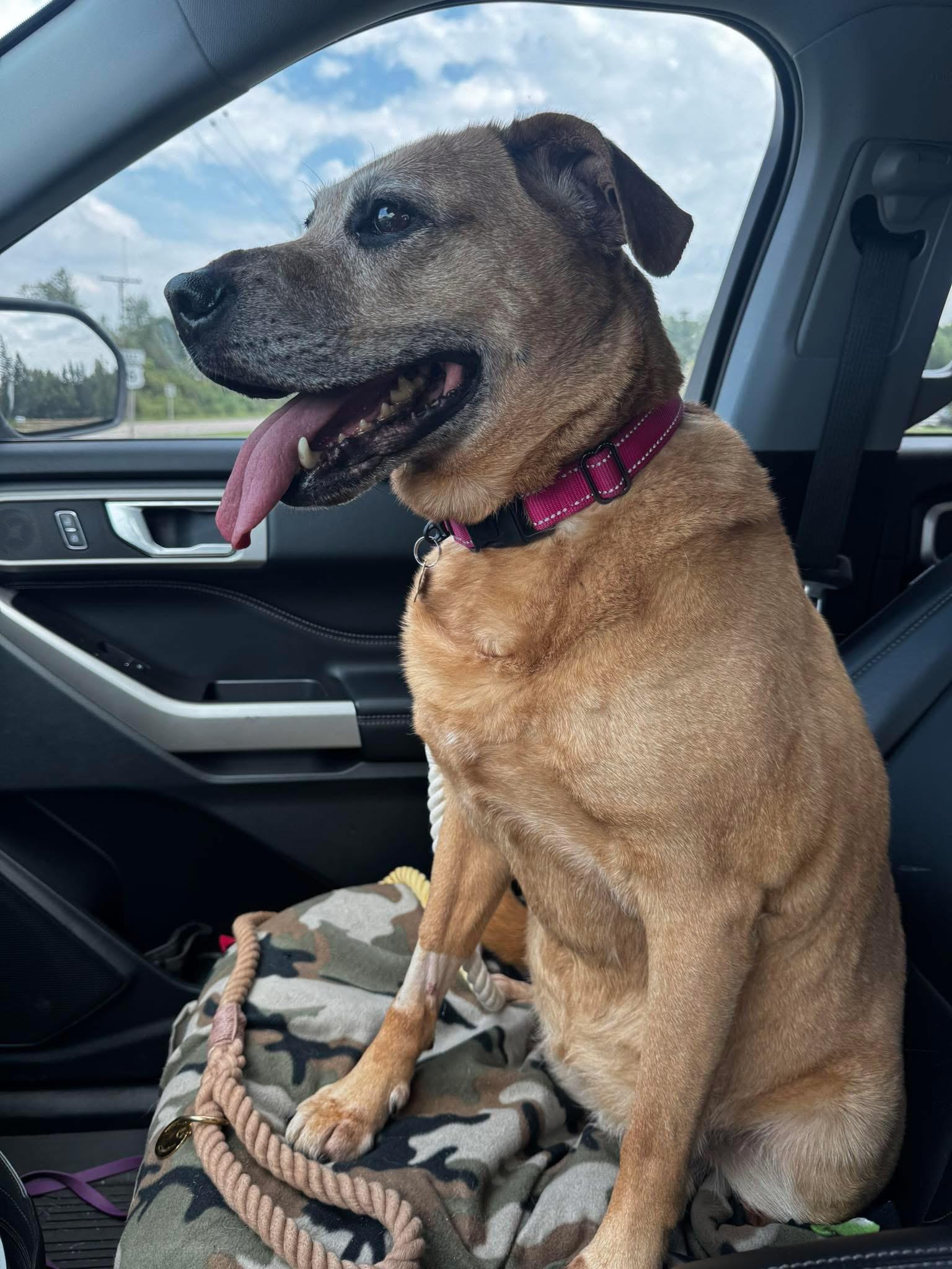 Honey, Adoptable, Senior Female Shepherd.