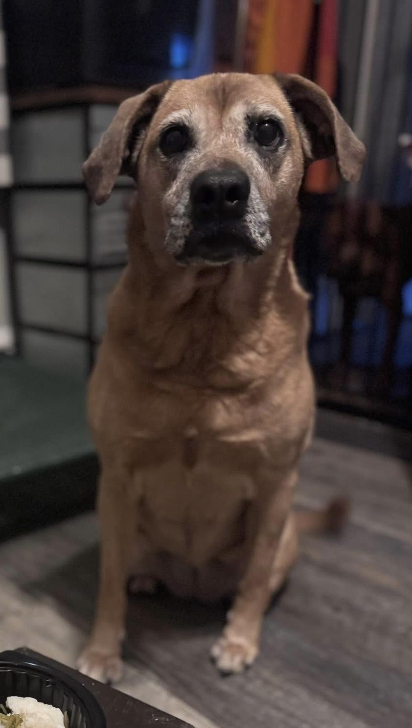 Honey, Adoptable, Senior Female Shepherd.