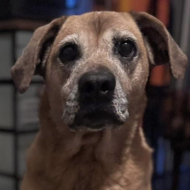 Honey, a Adoptable mixed breed in Painesville, OH image 1/4