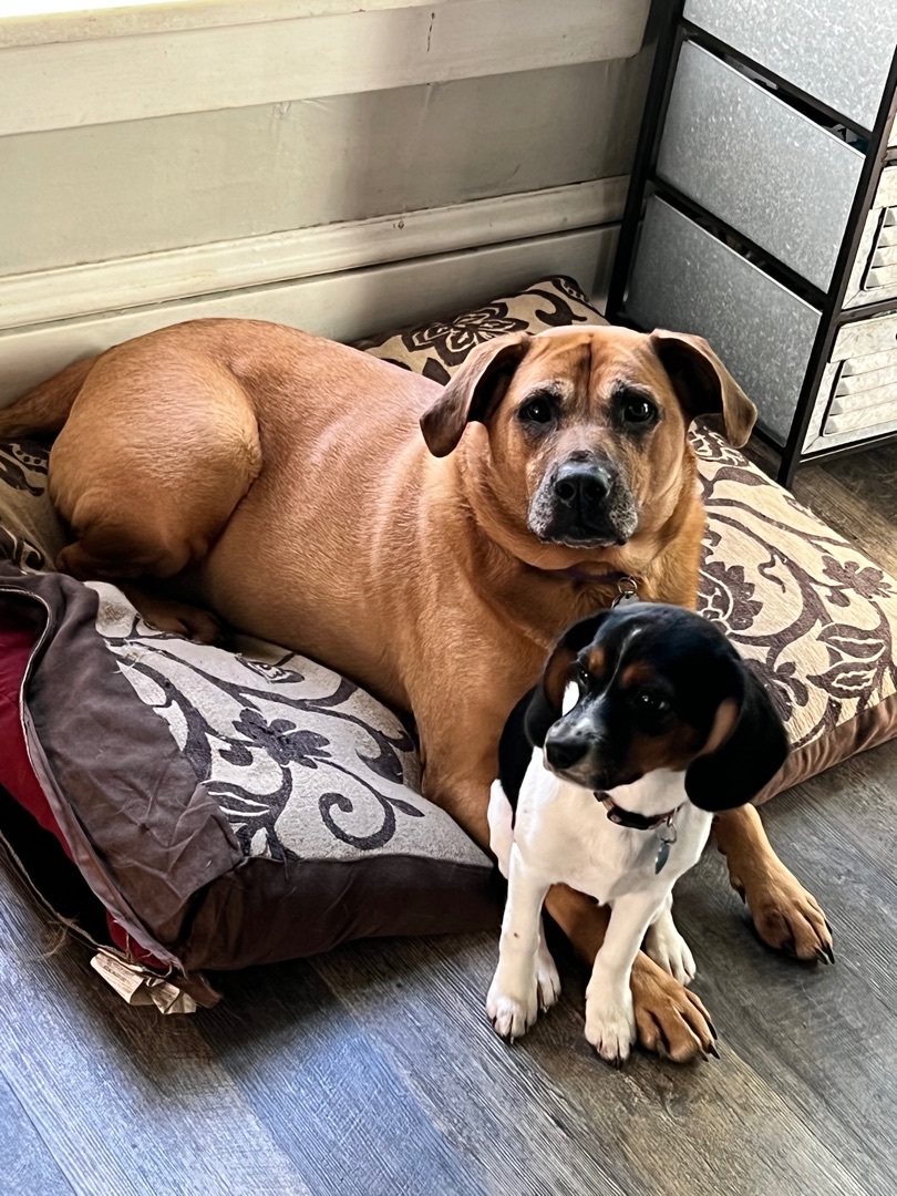 Enlarge Honey, a Adoptable mixed breed in Painesville, OH image 8/12