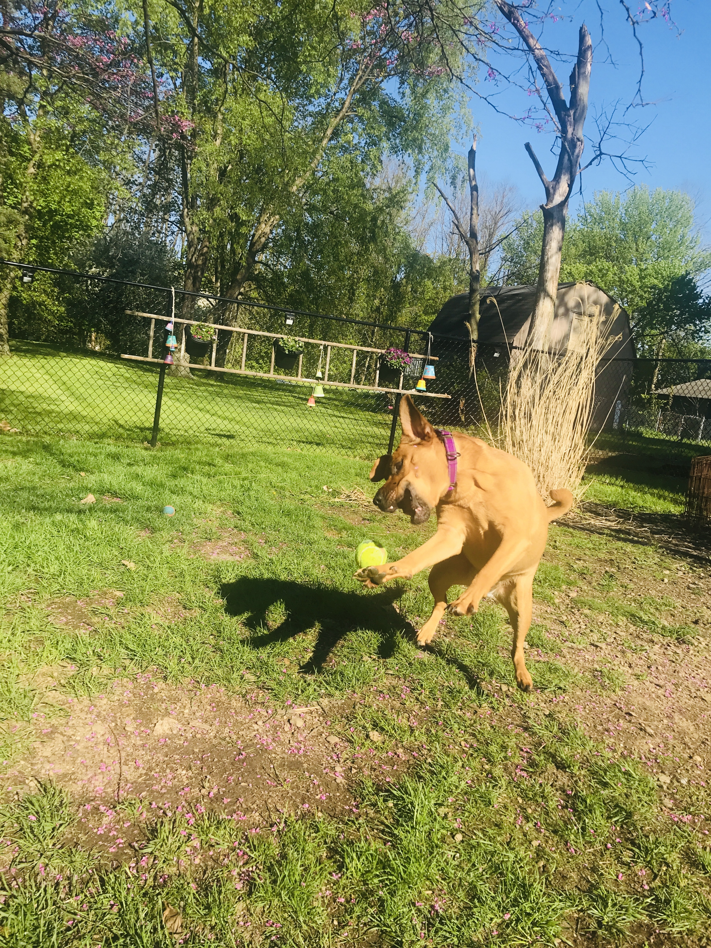 Enlarge Honey, a Adoptable mixed breed in Painesville, OH image 12/12