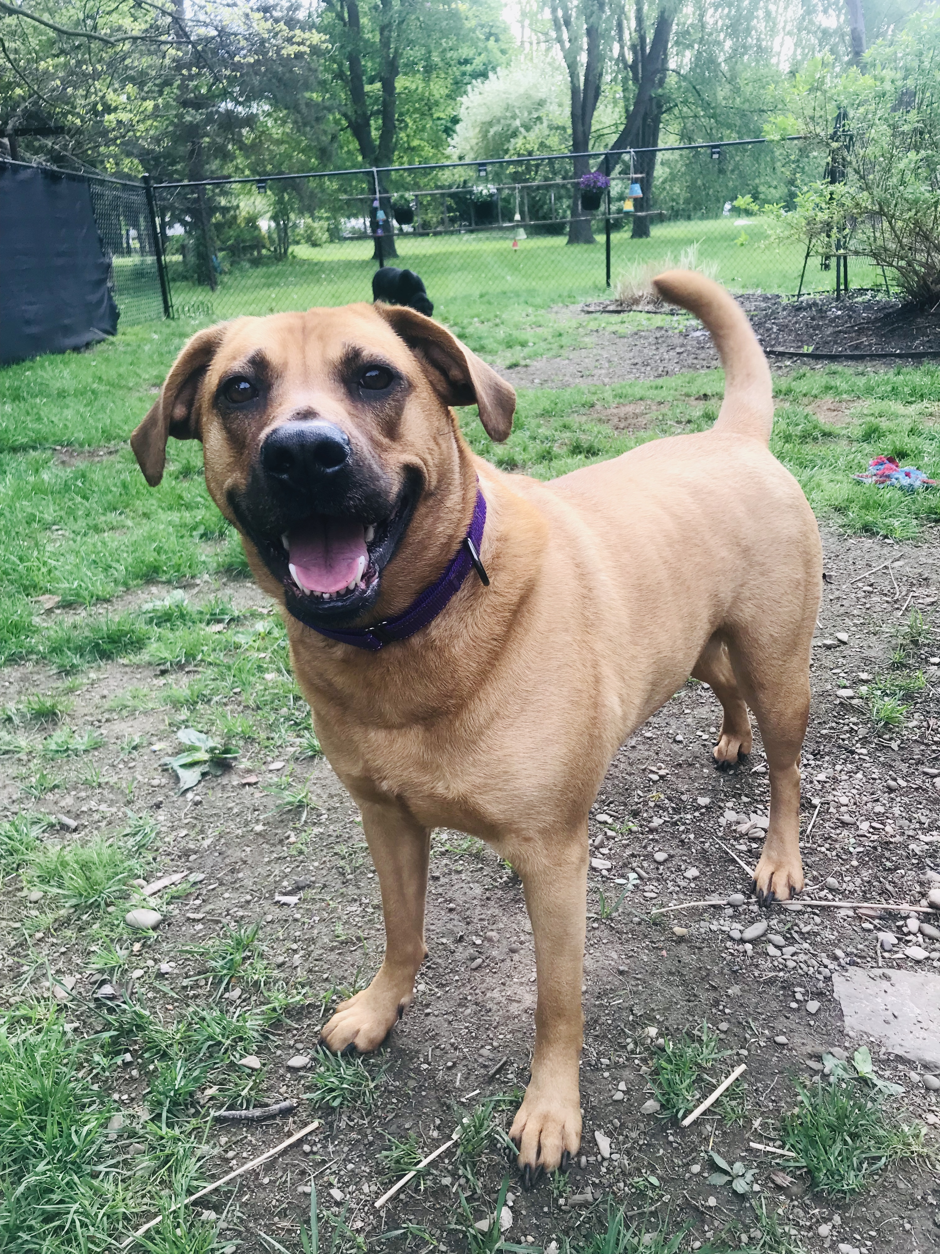 Enlarge Honey, a Adoptable mixed breed in Painesville, OH image 1/12