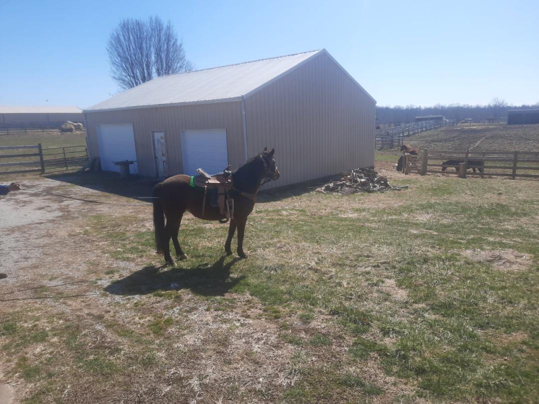 Enlarge Pilar, a Adoptable mixed breed in Leitchfield , KY image 1/6