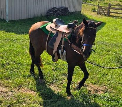 Enlarge Pilar, a Adoptable mixed breed in Leitchfield , KY image 3/6