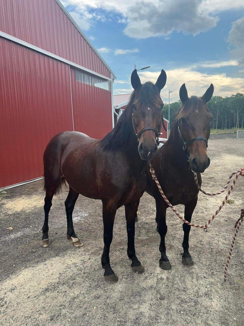 Enlarge Pilar, a Adoptable mixed breed in Leitchfield , KY image 6/6