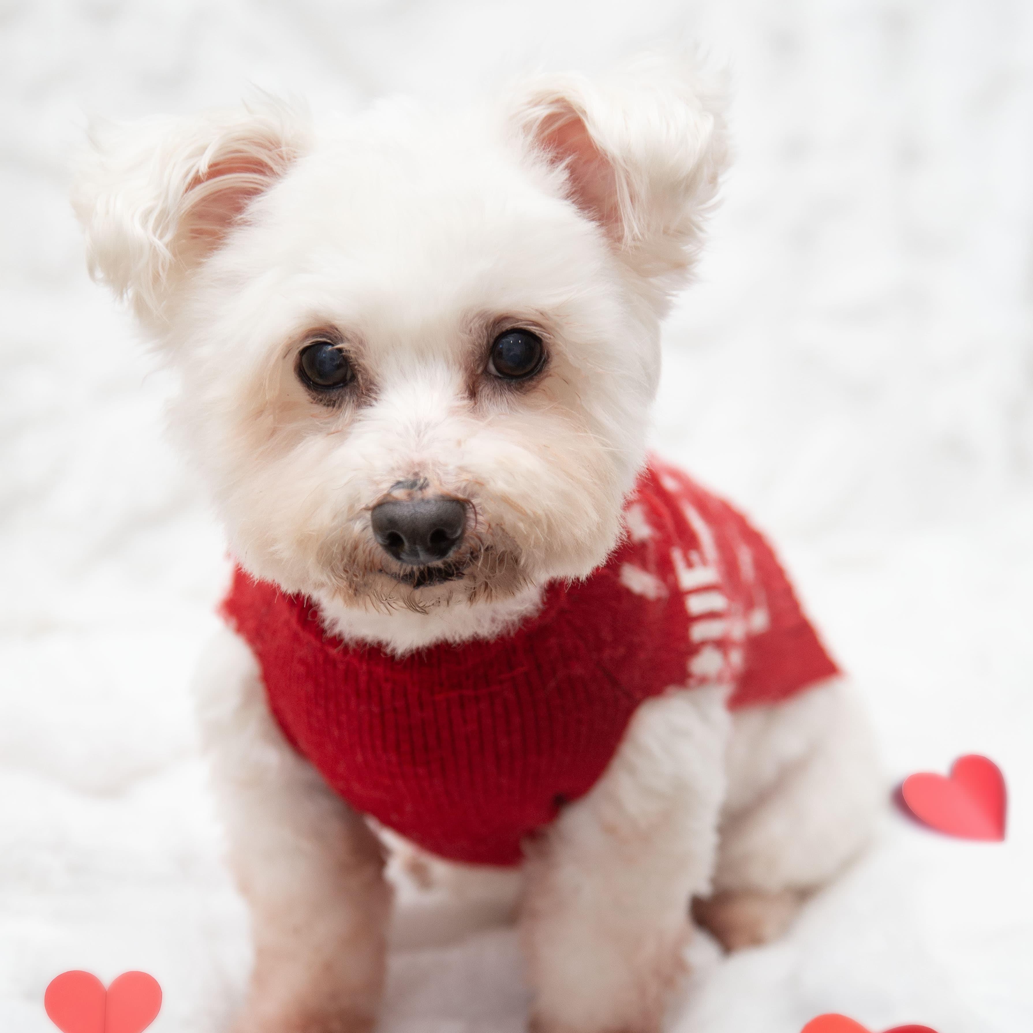 Toto, a ADOPTABLE mixed breed in Santa Monica, CA image 1/3