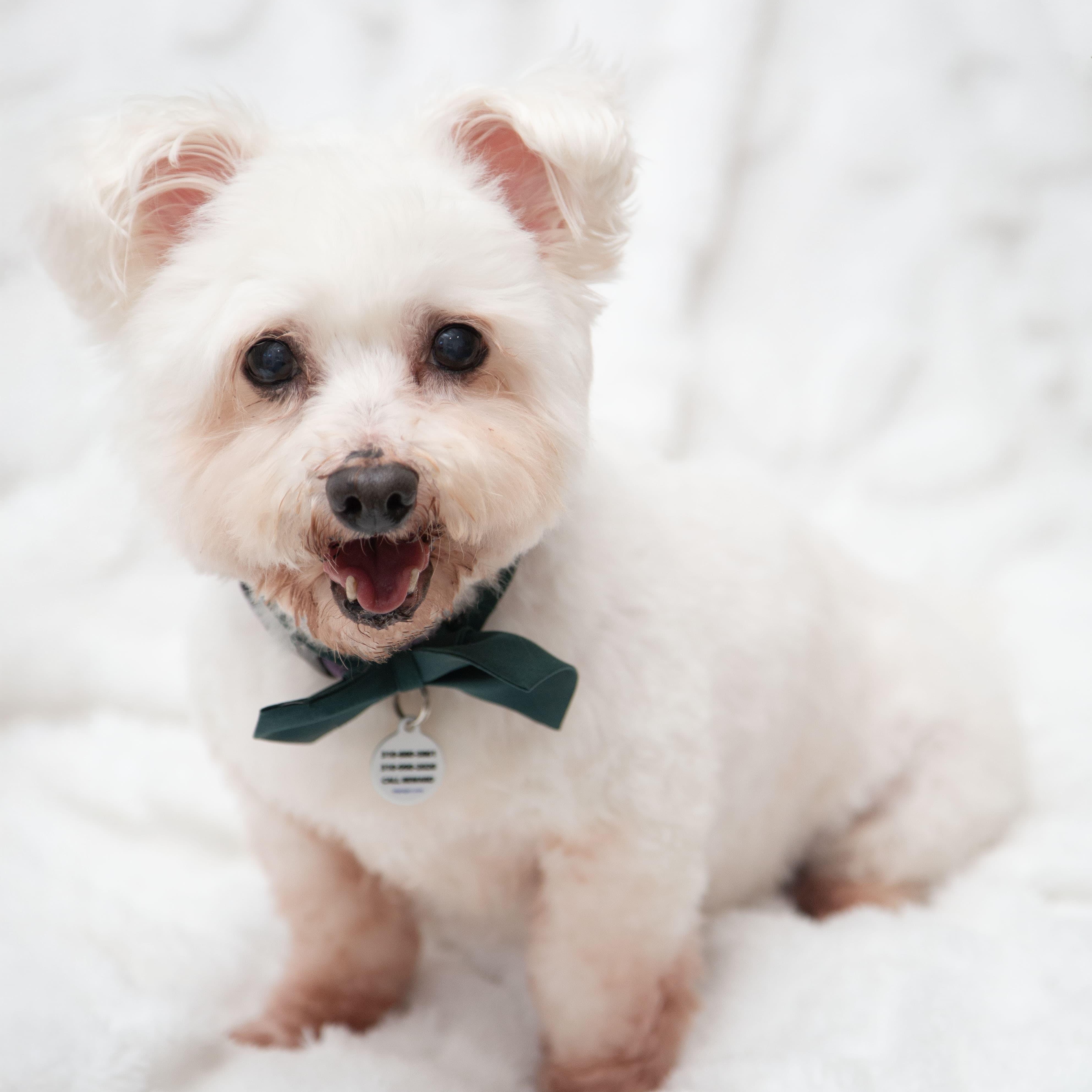 Toto, a ADOPTABLE mixed breed in Santa Monica, CA image 2/3