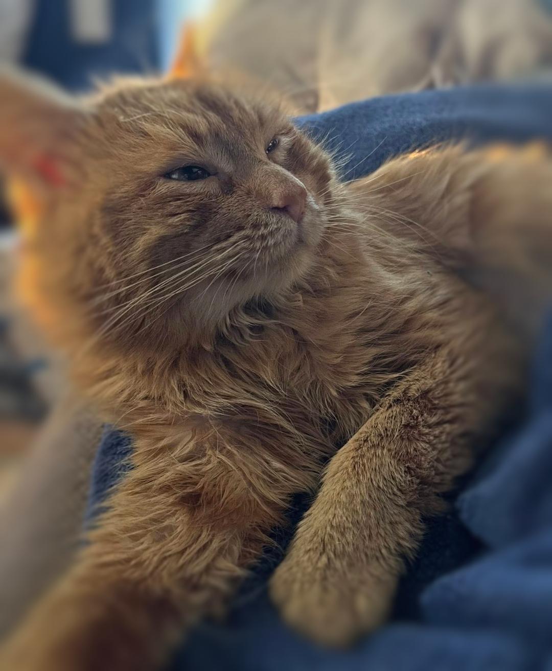 Enlarge Benny, a ADOPTABLE mixed breed in Ocean Springs, MS image 2/4