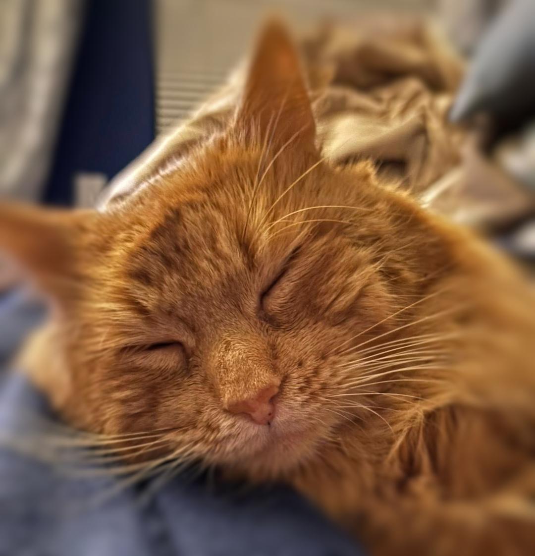 Enlarge Benny, a ADOPTABLE mixed breed in Ocean Springs, MS image 3/4