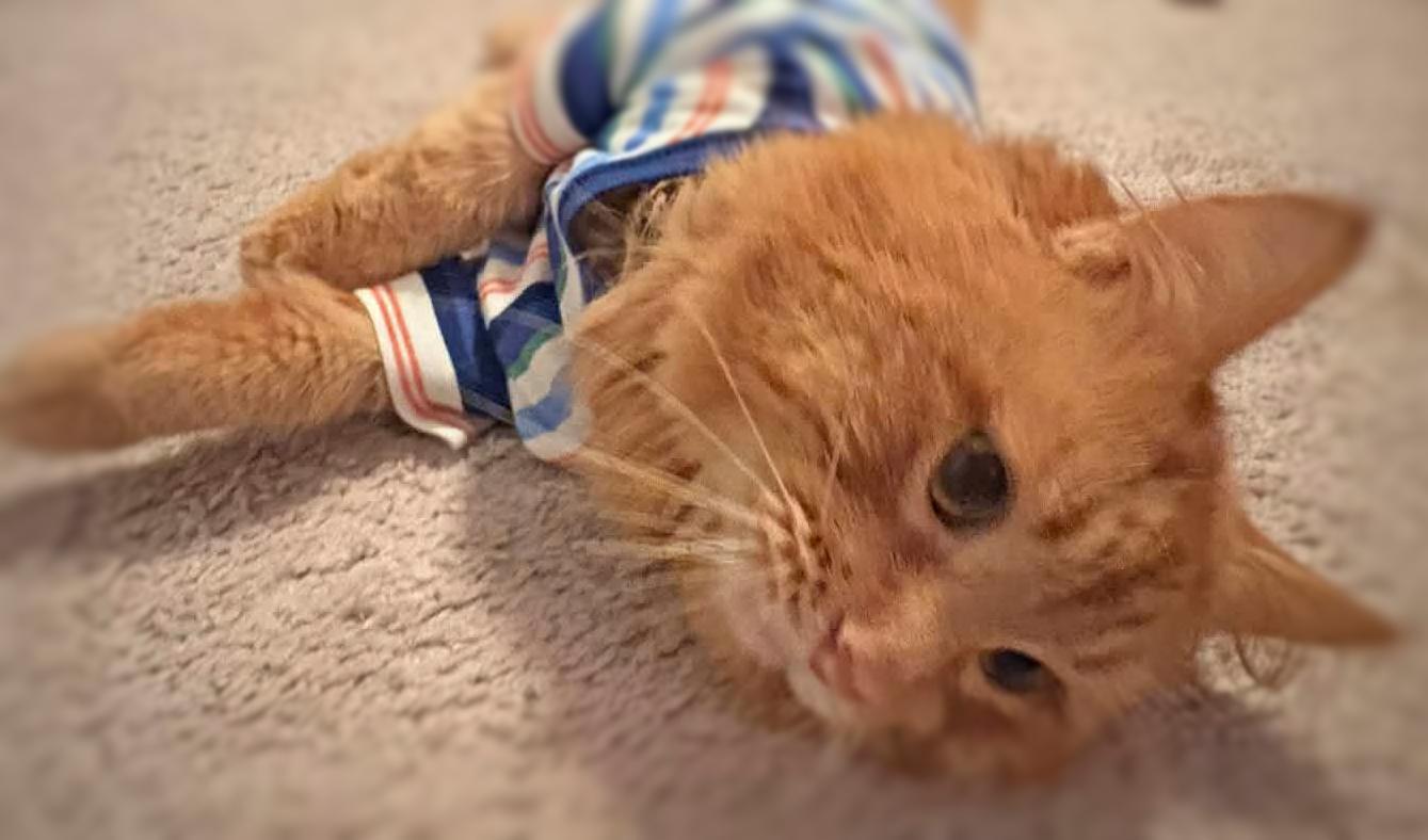 Enlarge Benny, a ADOPTABLE mixed breed in Ocean Springs, MS image 4/4