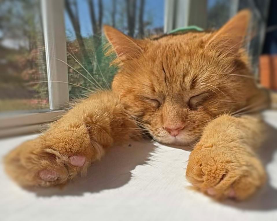 Benny, ADOPTABLE, Adult Male Domestic Long Hair & Tabby.