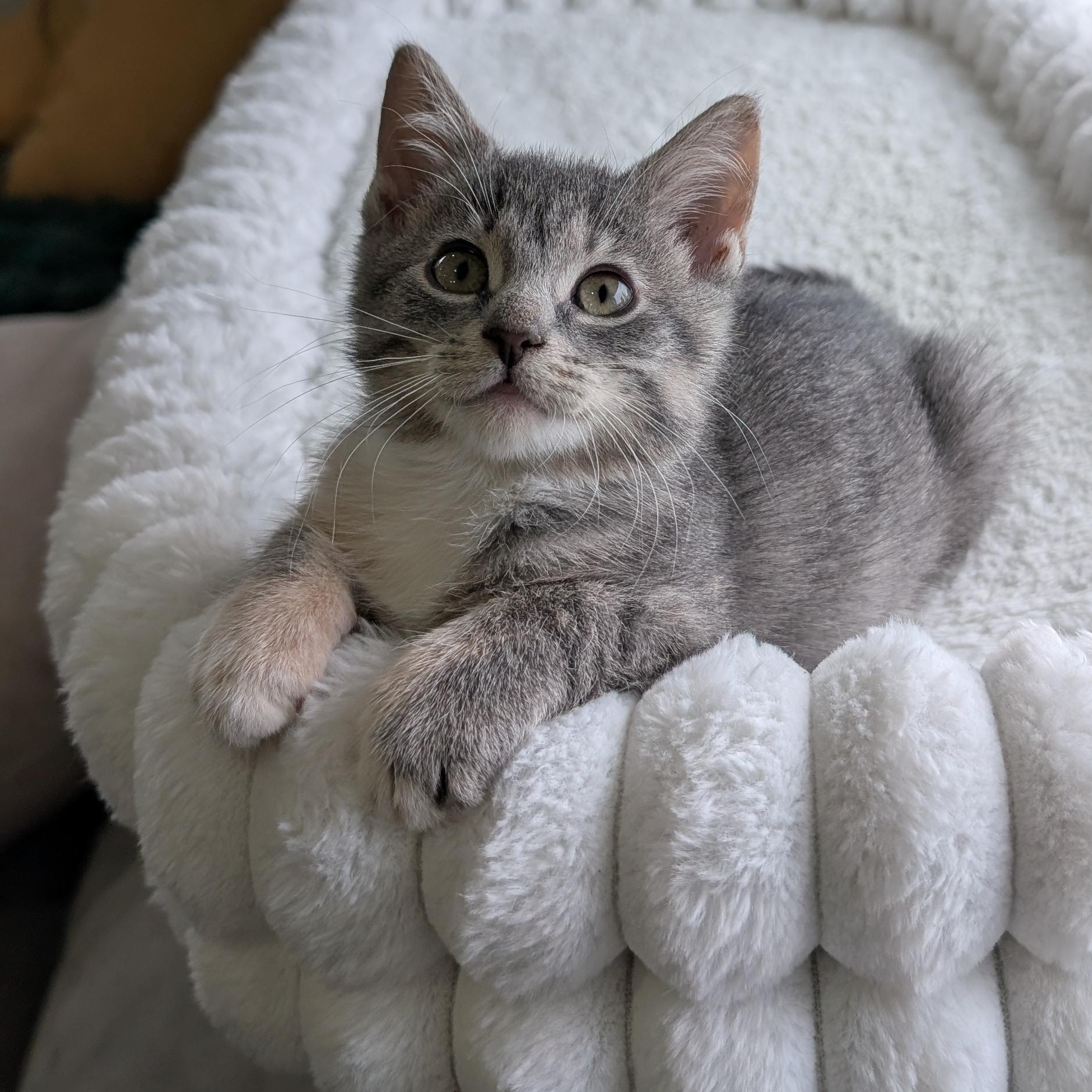Enlarge Atari, a Adoptable Domestic Short Hair in Haverford, PA image 1/6