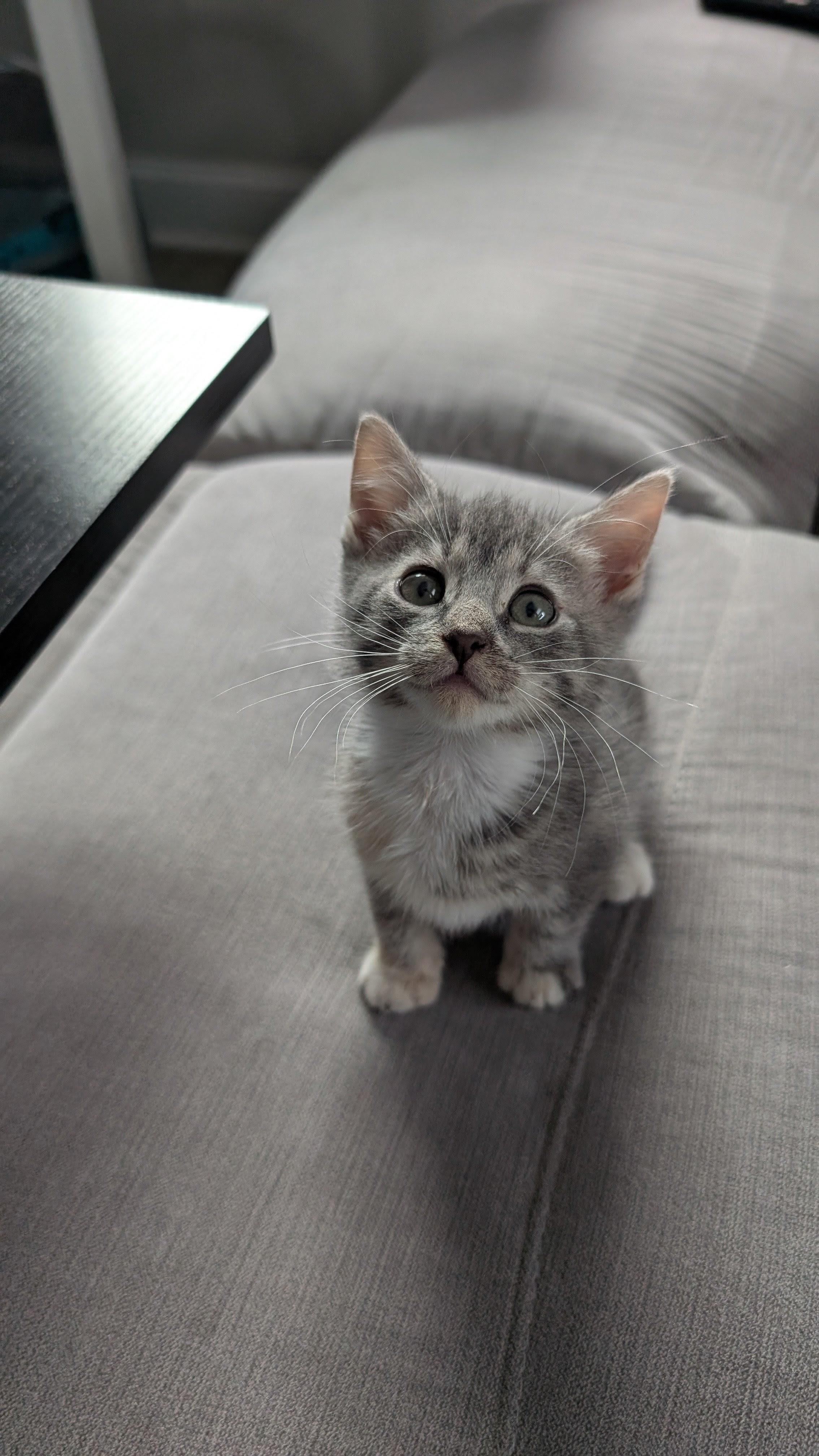 Enlarge Atari, a Adoptable Domestic Short Hair in Haverford, PA image 2/6