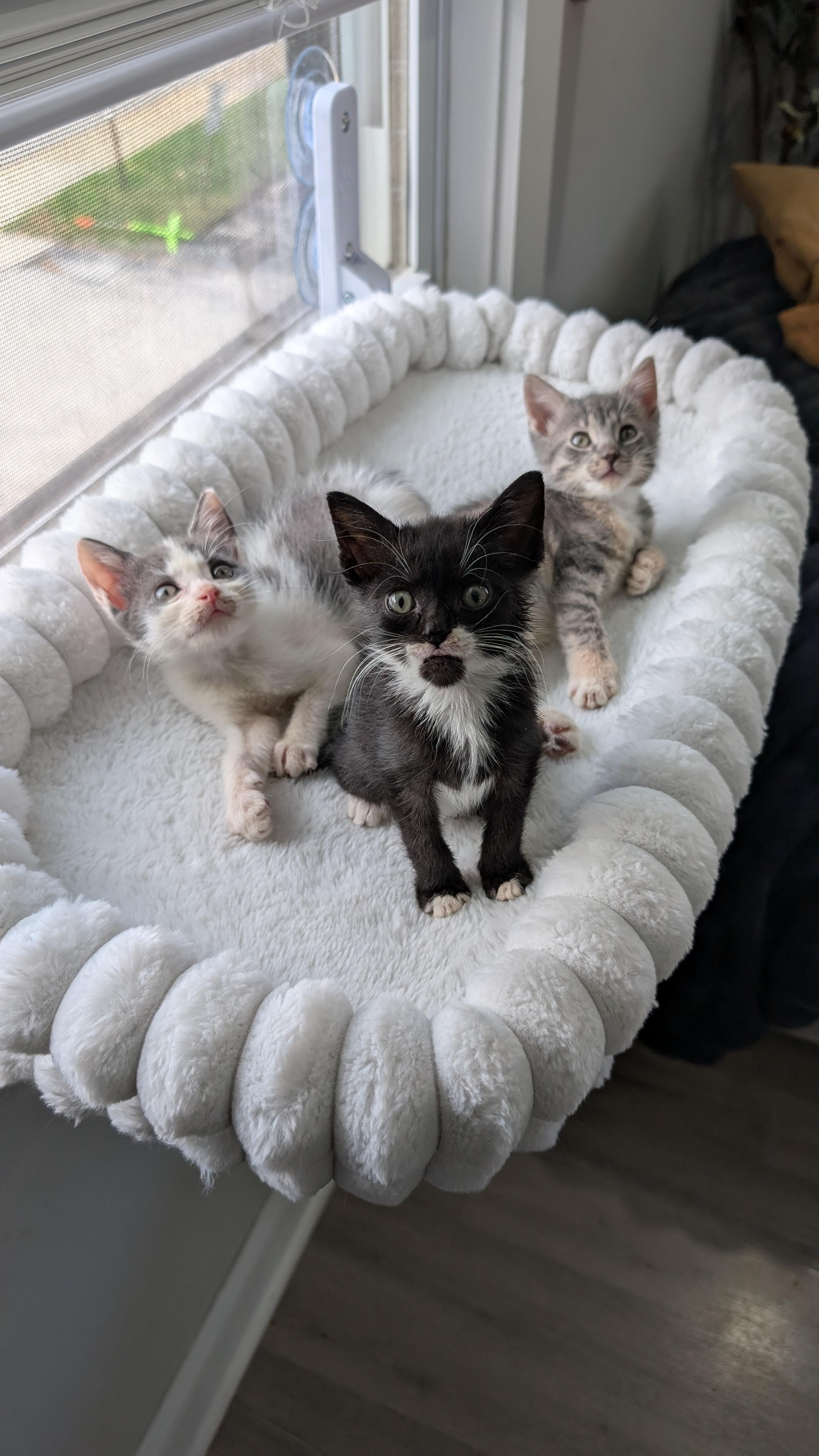 Enlarge Atari, a Adoptable Domestic Short Hair in Haverford, PA image 5/6