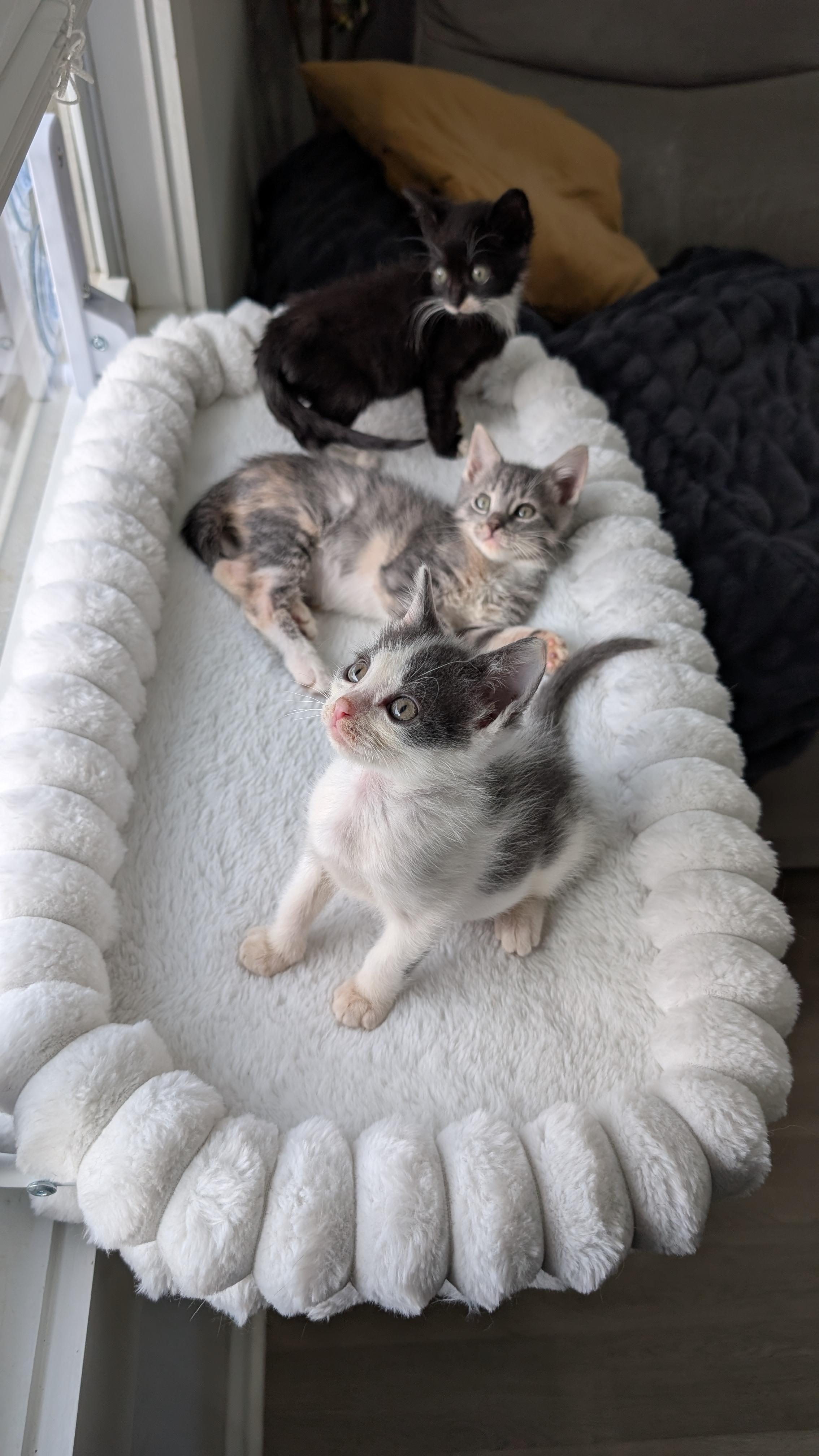 Enlarge Atari, a Adoptable Domestic Short Hair in Haverford, PA image 6/6
