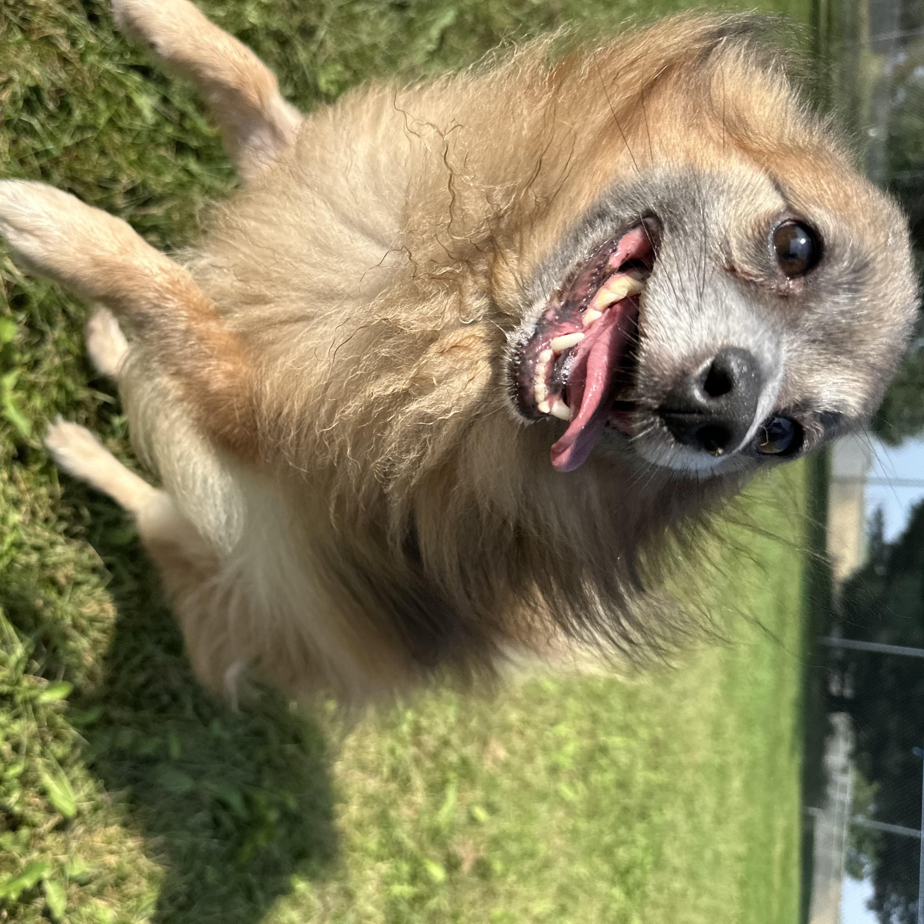 Enlarge Tazz, a Adoptable Pomeranian in Chippewa Falls, WI image 2/4