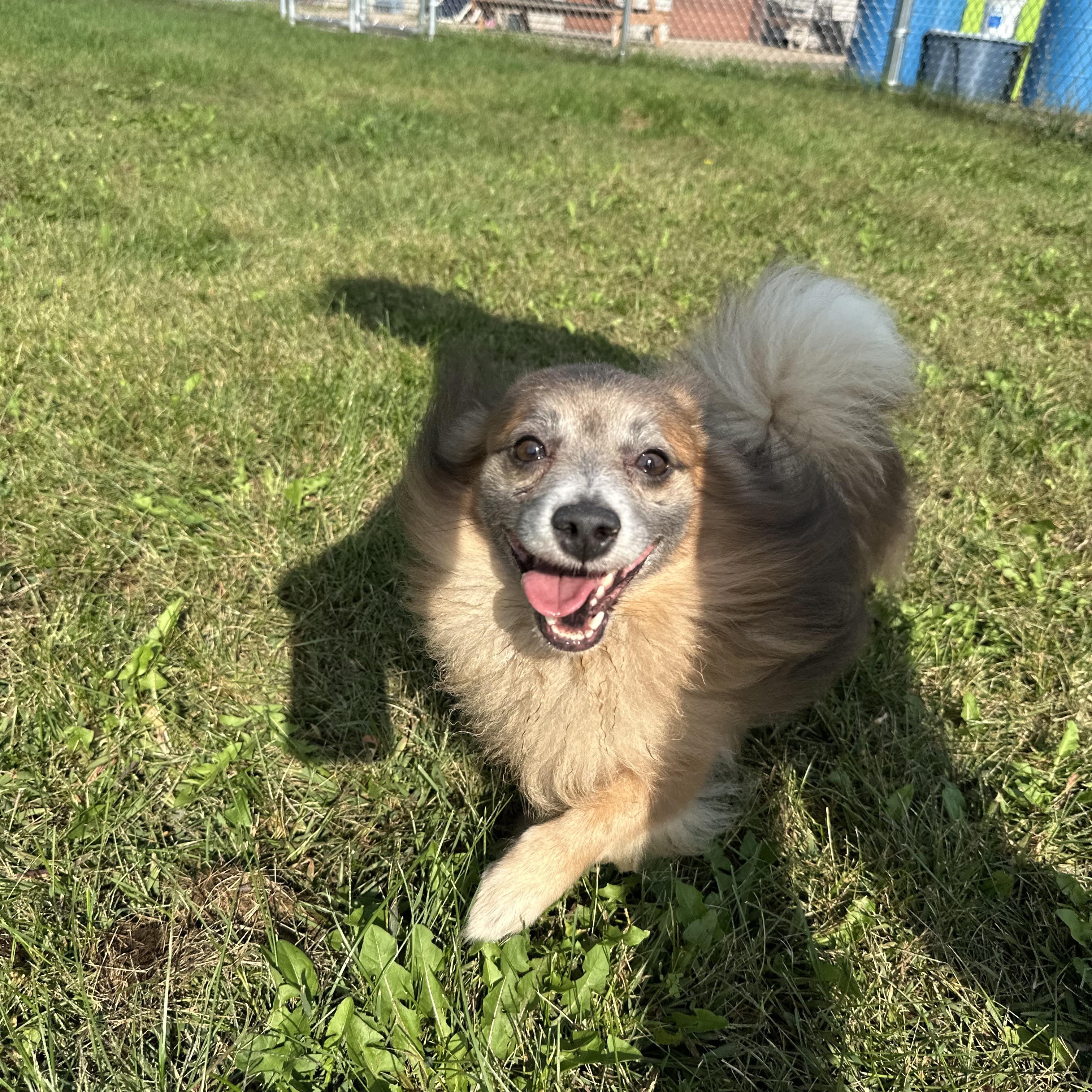 Enlarge Tazz, a Adoptable Pomeranian in Chippewa Falls, WI image 3/4