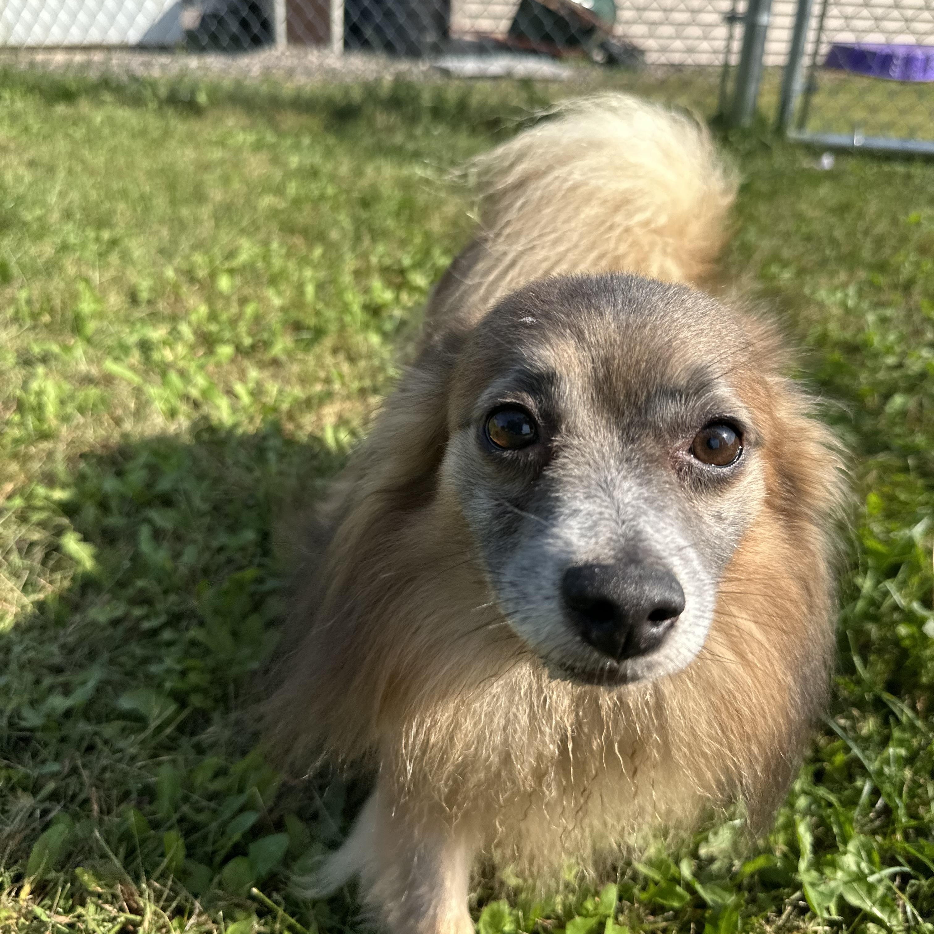Enlarge Tazz, a Adoptable Pomeranian in Chippewa Falls, WI image 4/4