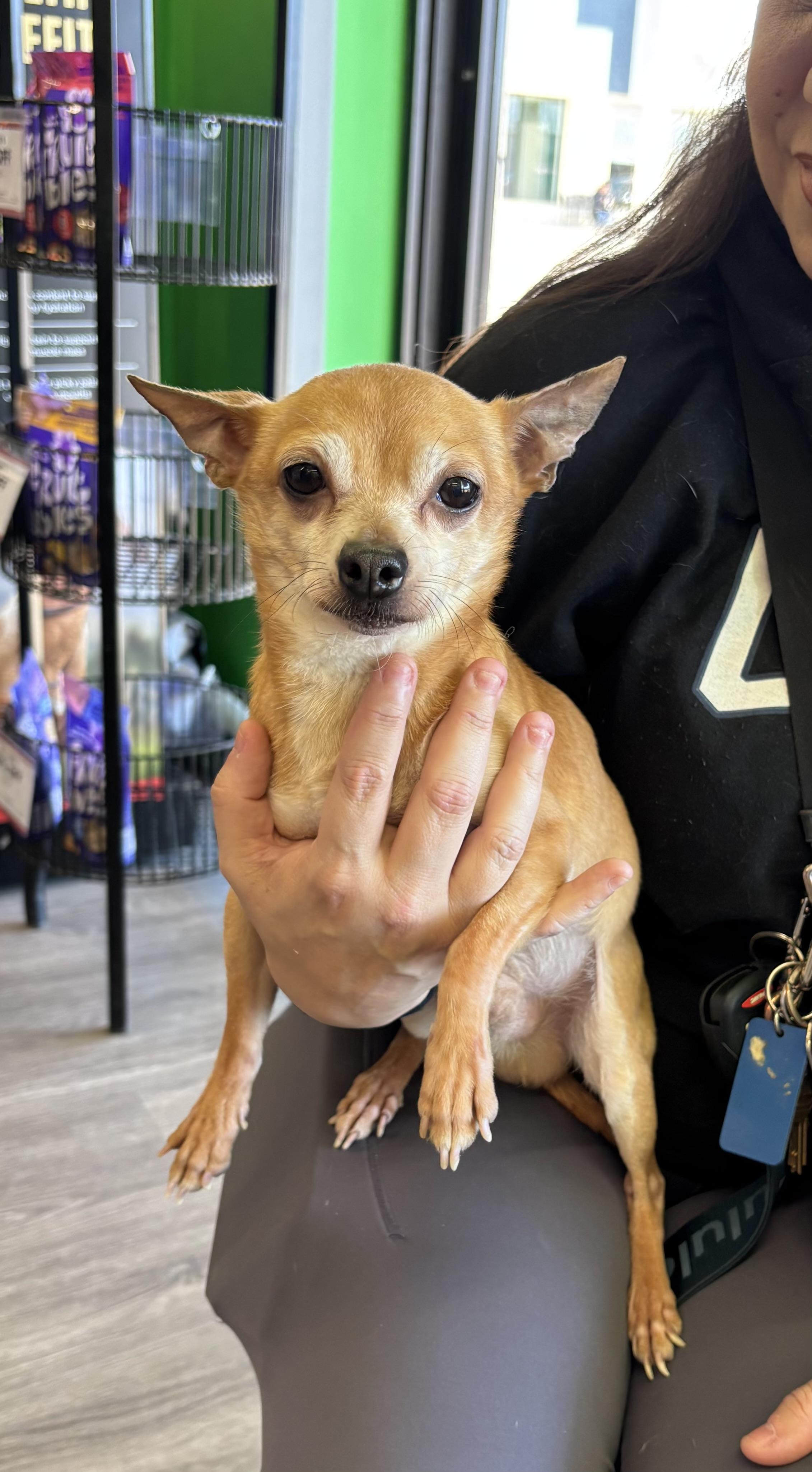 Enlarge Rusty 6 lbs 8 yrs , a ADOPTABLE Chihuahua in White Lake, MI image 2/5
