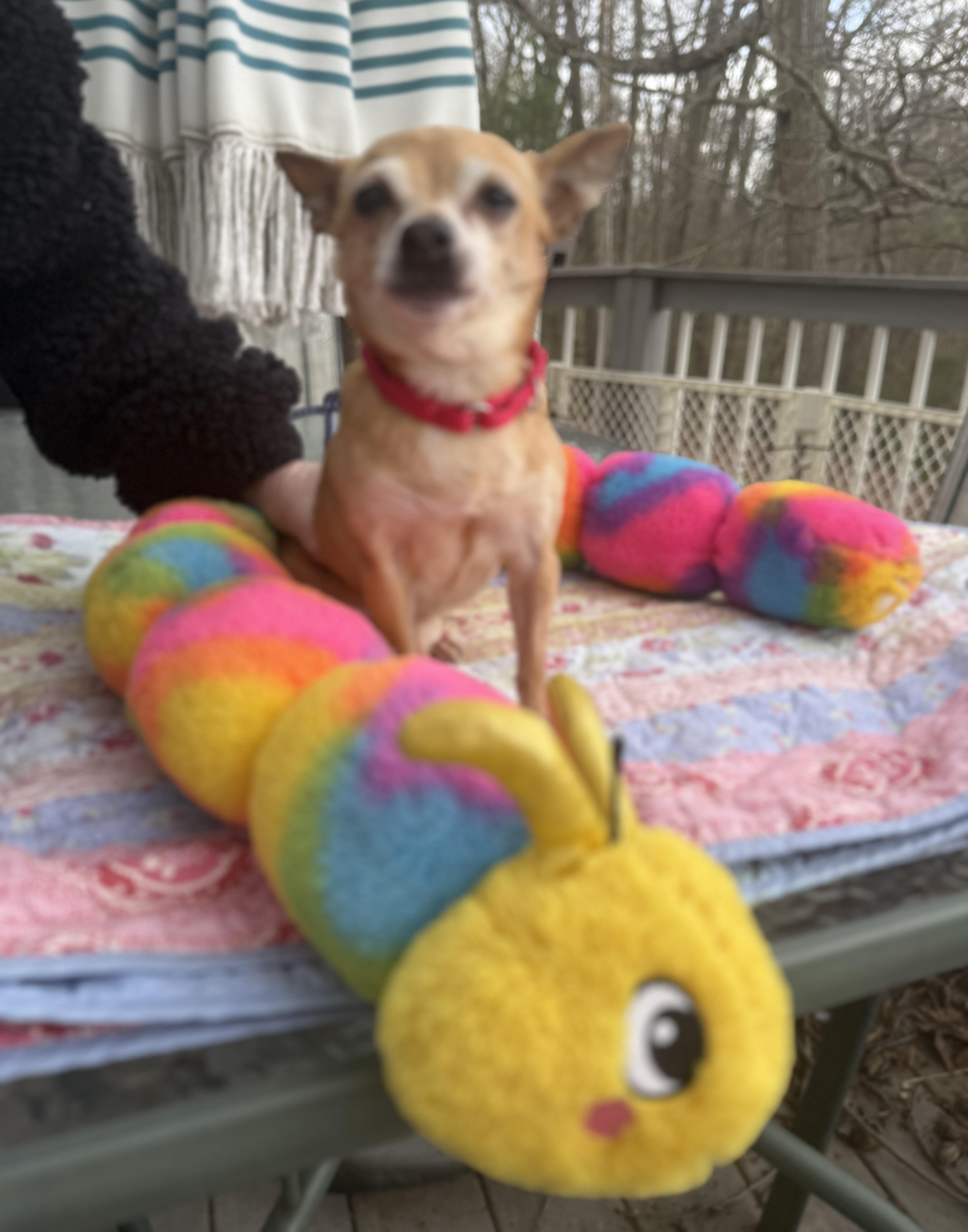 Enlarge Rusty 6 lbs 8 yrs , a ADOPTABLE Chihuahua in White Lake, MI image 3/5