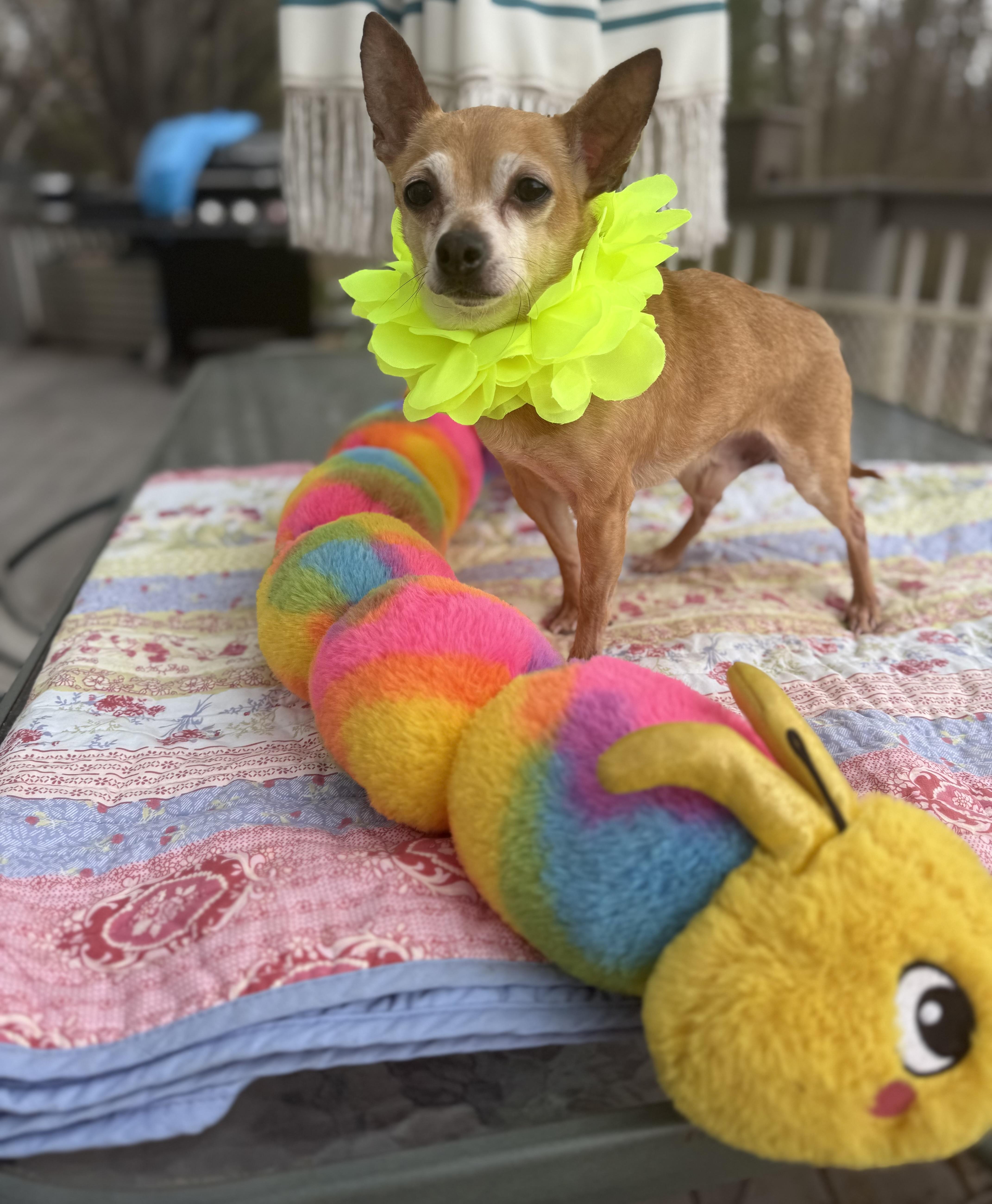 Enlarge Rusty 6 lbs 8 yrs , a ADOPTABLE Chihuahua in White Lake, MI image 5/5