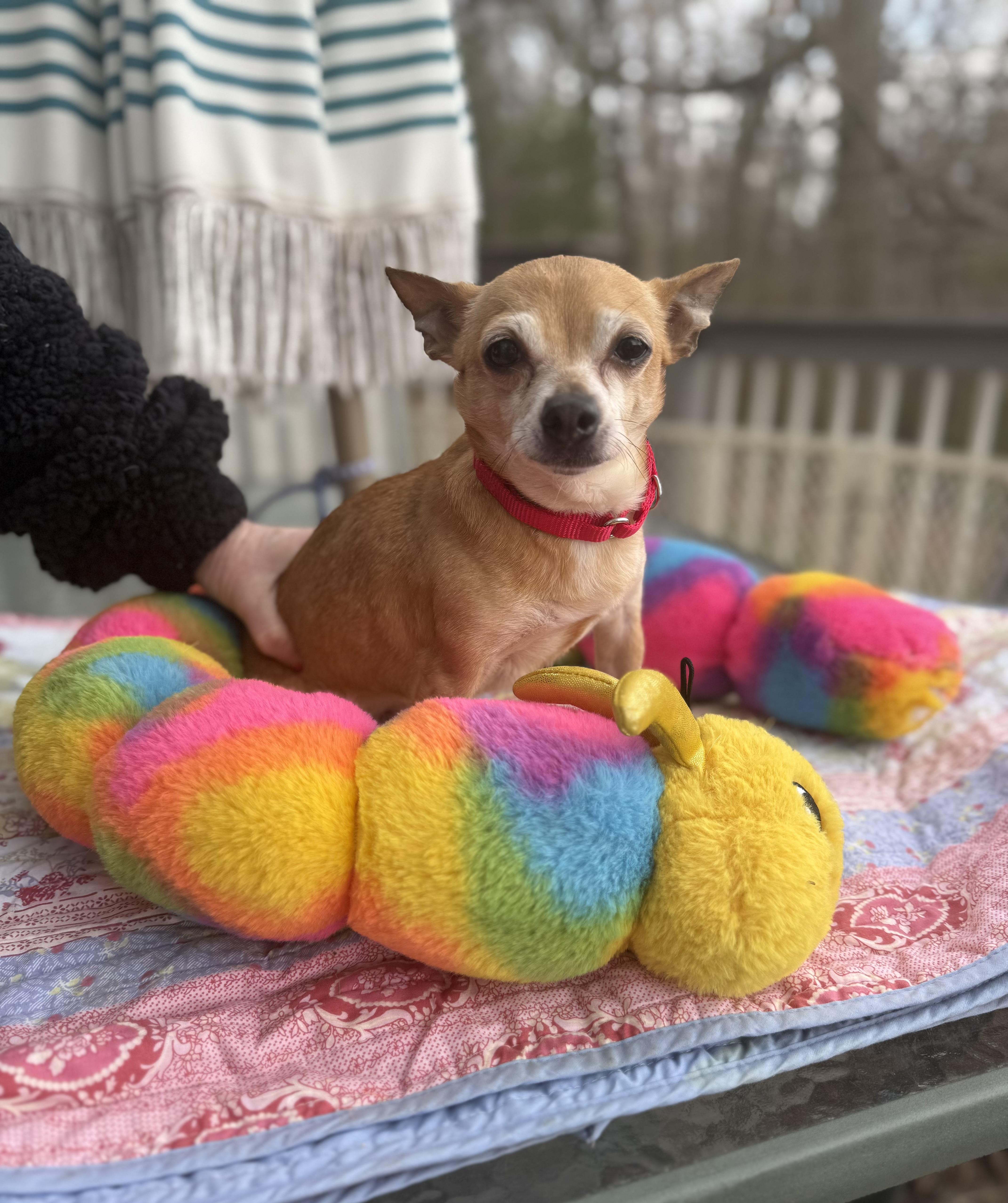 Enlarge Rusty 6 lbs 8 yrs , a ADOPTABLE Chihuahua in White Lake, MI image 1/5