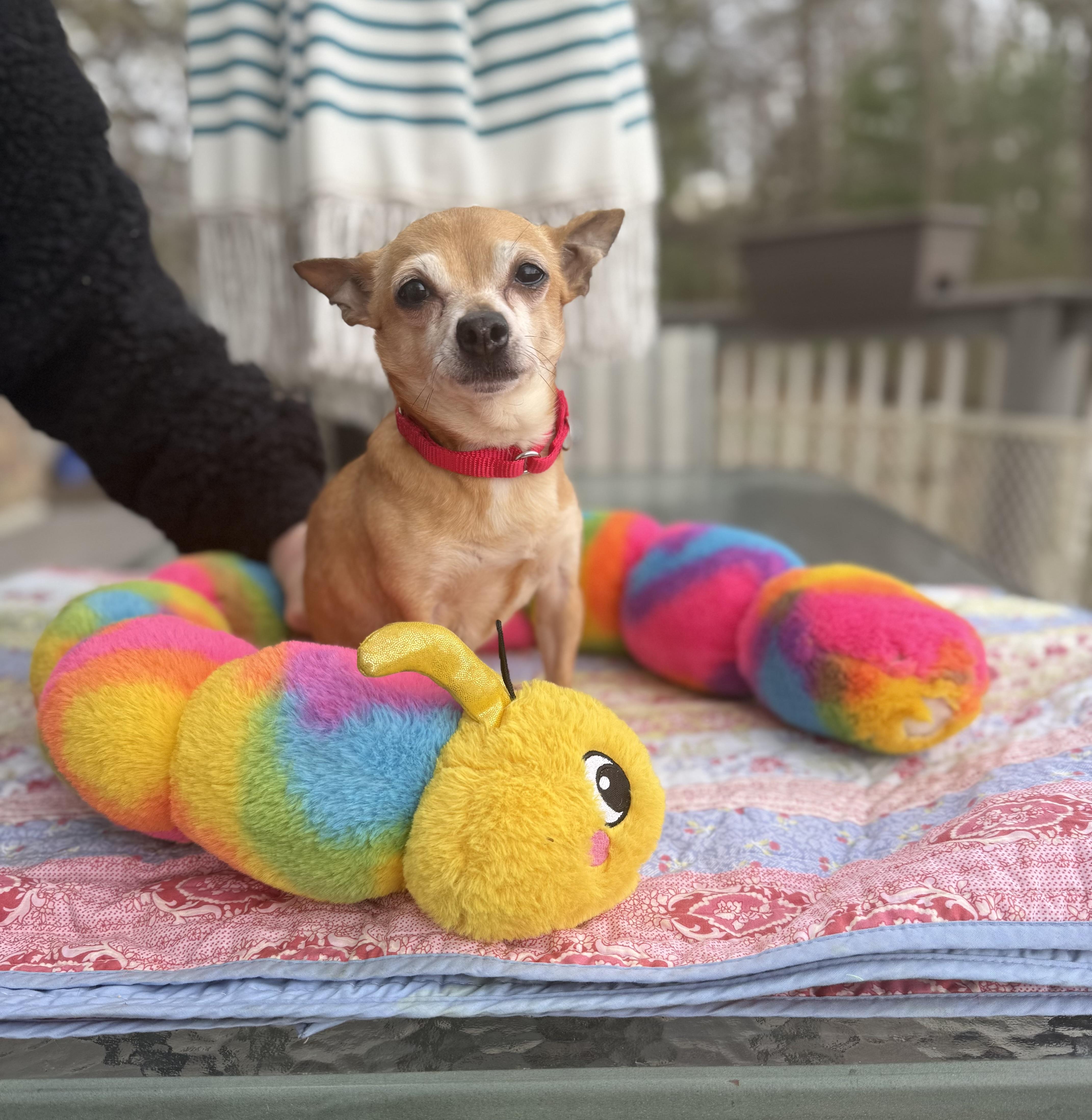Enlarge Rusty 6 lbs 8 yrs , a ADOPTABLE Chihuahua in White Lake, MI image 4/5