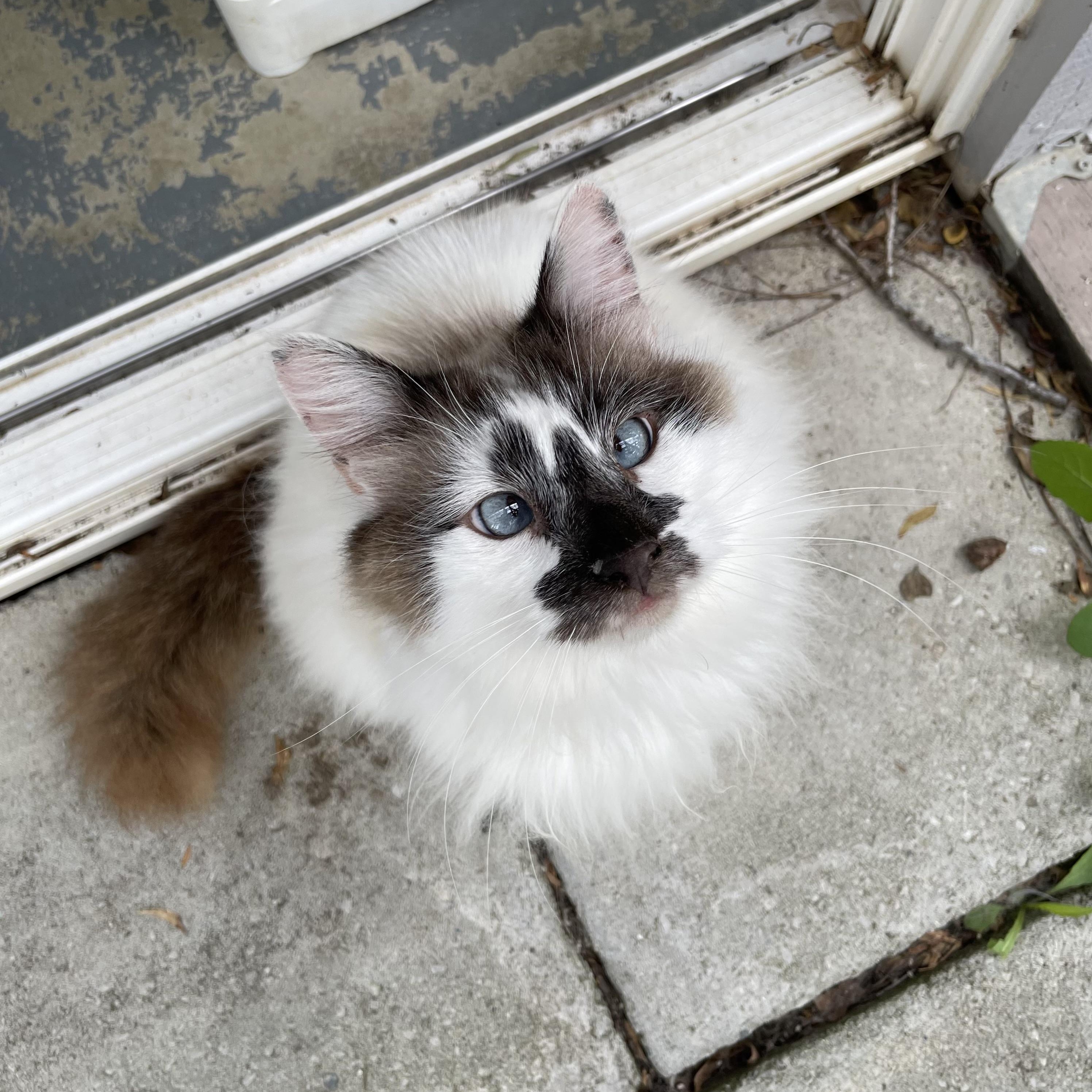 Gordie, Adoptable, Adult Male Domestic Long Hair & Siamese.