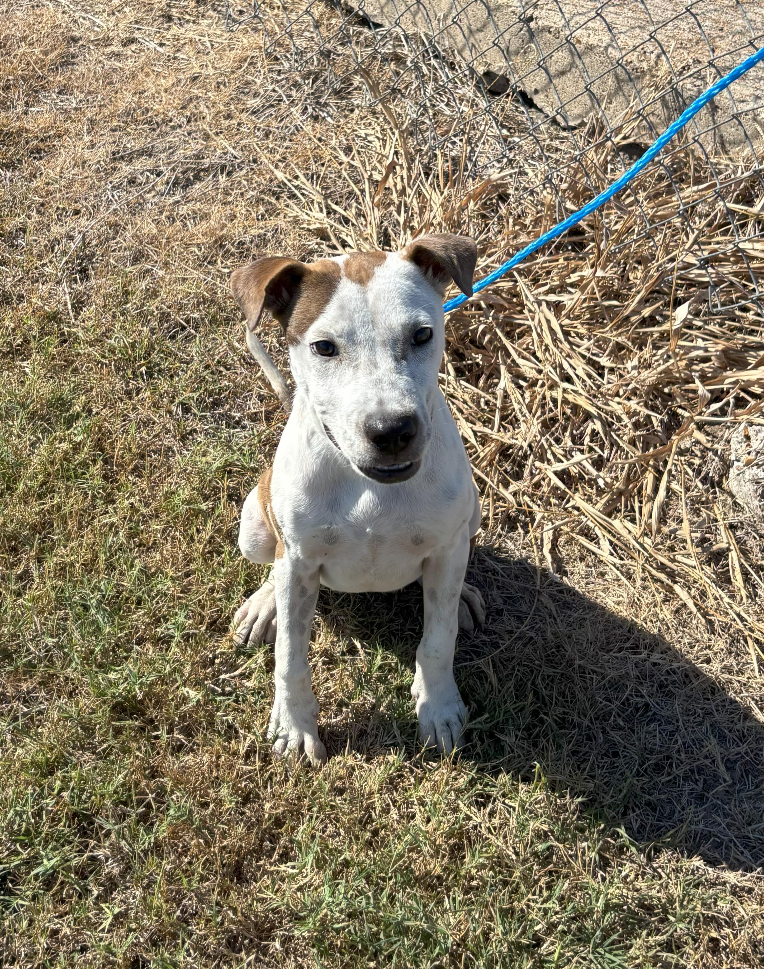 Enlarge Pebbles, a Adoptable mixed breed in Edna, TX image 1/2