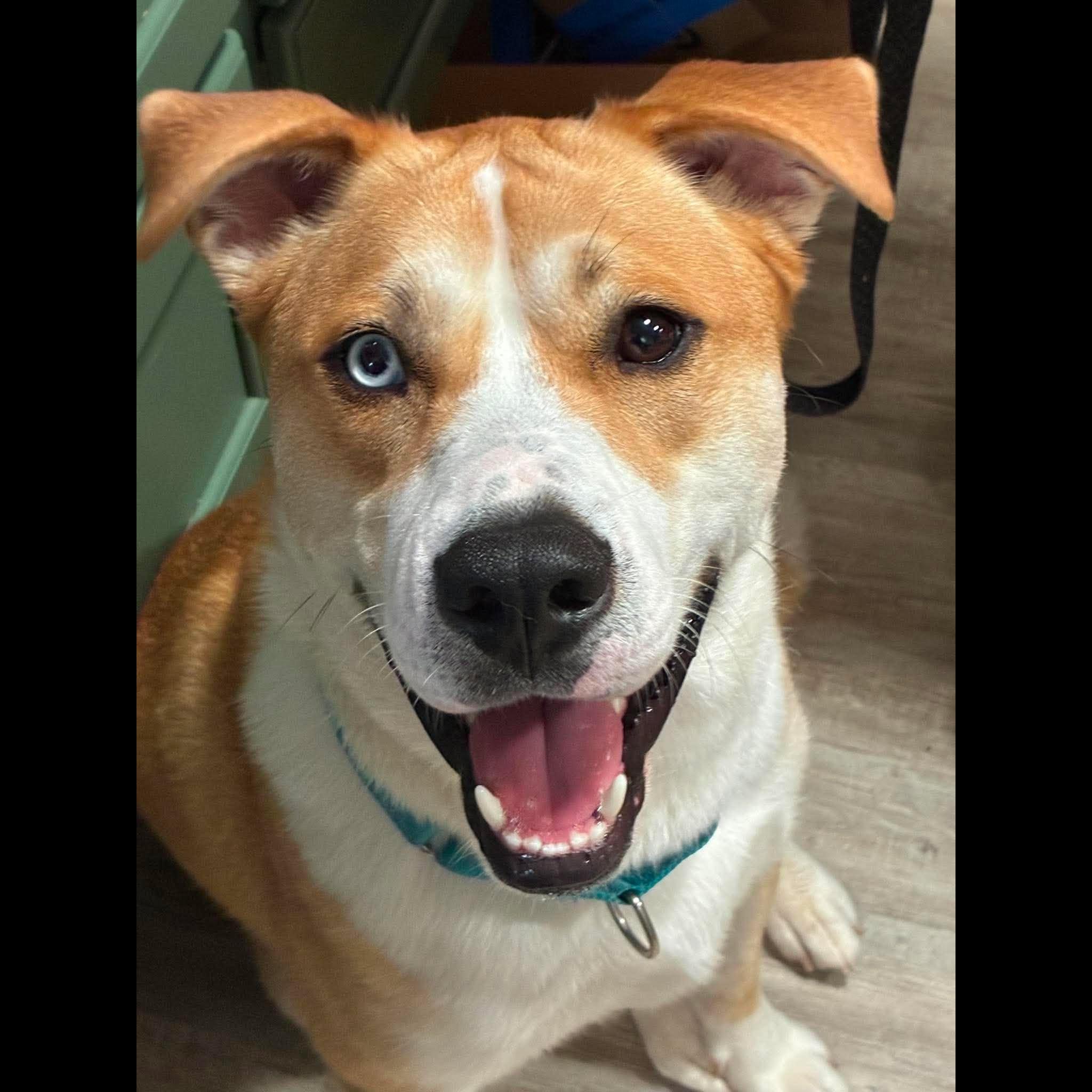 Enlarge Dodge, a Adoptable mixed breed in Rochester, NY image 2/6