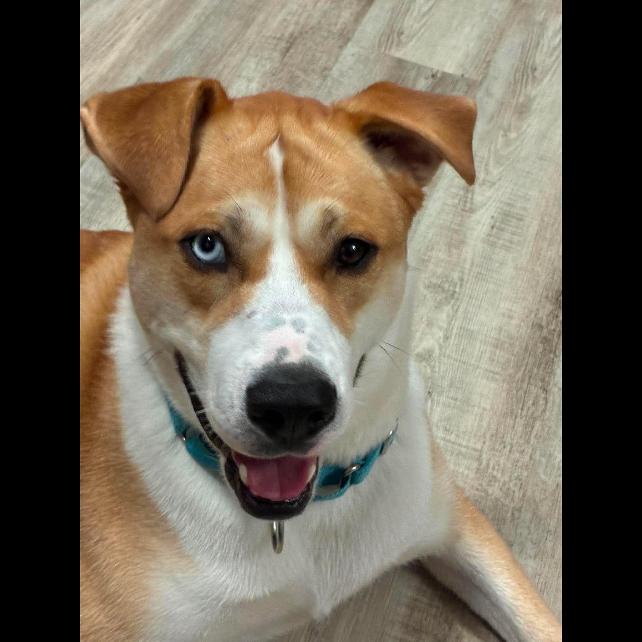 Enlarge Dodge, a Adoptable mixed breed in Rochester, NY image 3/6