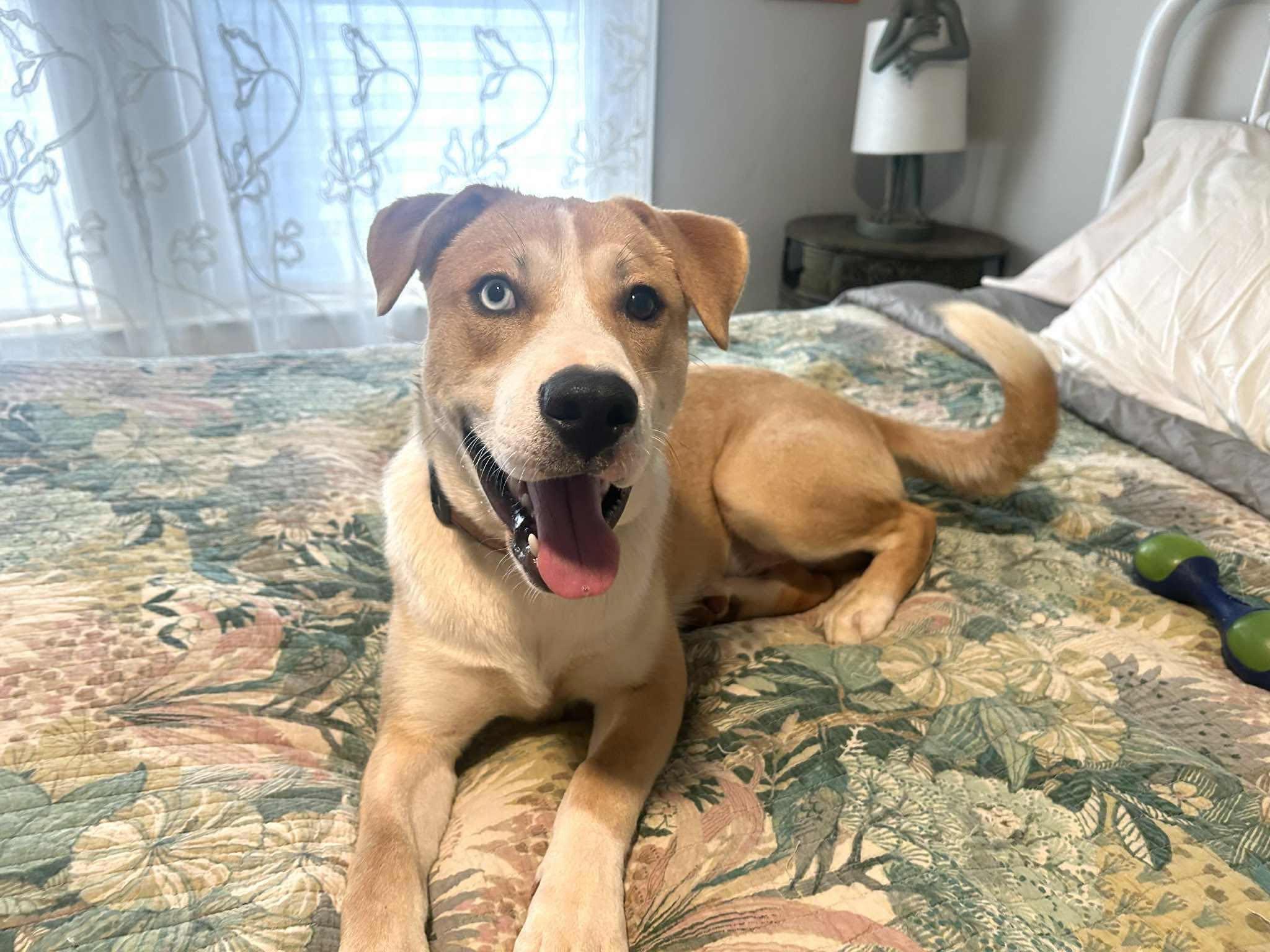 Enlarge Dodge, a Adoptable mixed breed in Rochester, NY image 1/6