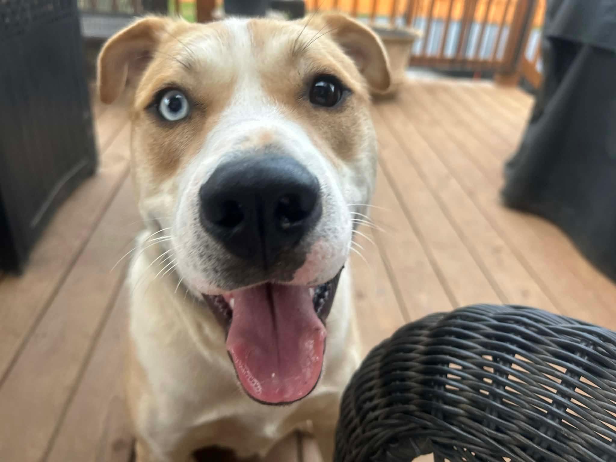 Enlarge Dodge, a Adoptable mixed breed in Rochester, NY image 5/6