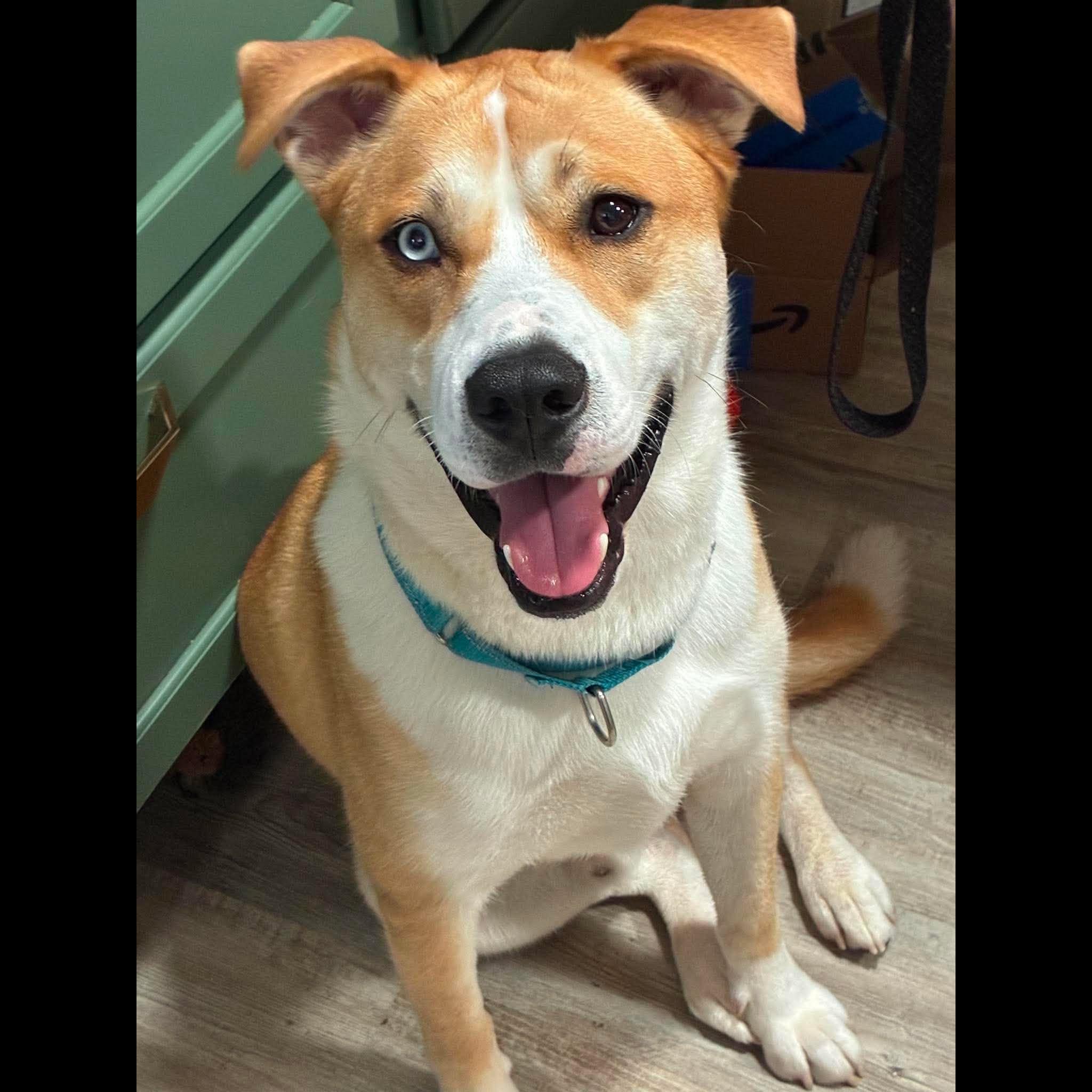 Enlarge Dodge, a Adoptable mixed breed in Rochester, NY image 6/6