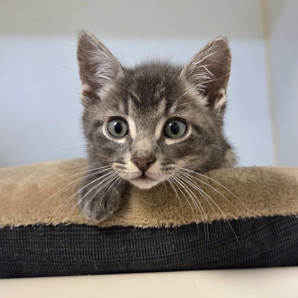 Benson, Adoptable, Kitten Male Domestic Short Hair.