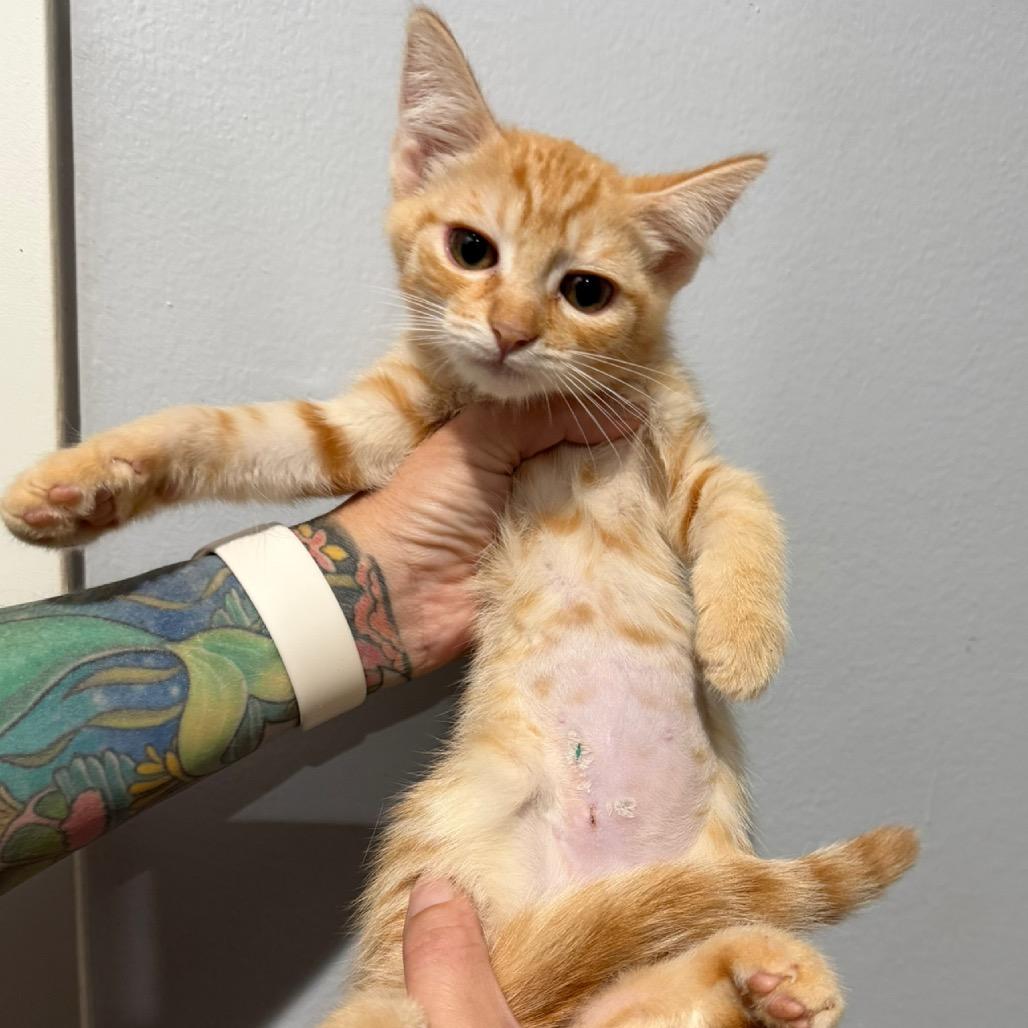 Enlarge Aspen, a Adoptable mixed breed in Simi Valley, CA image 2/2