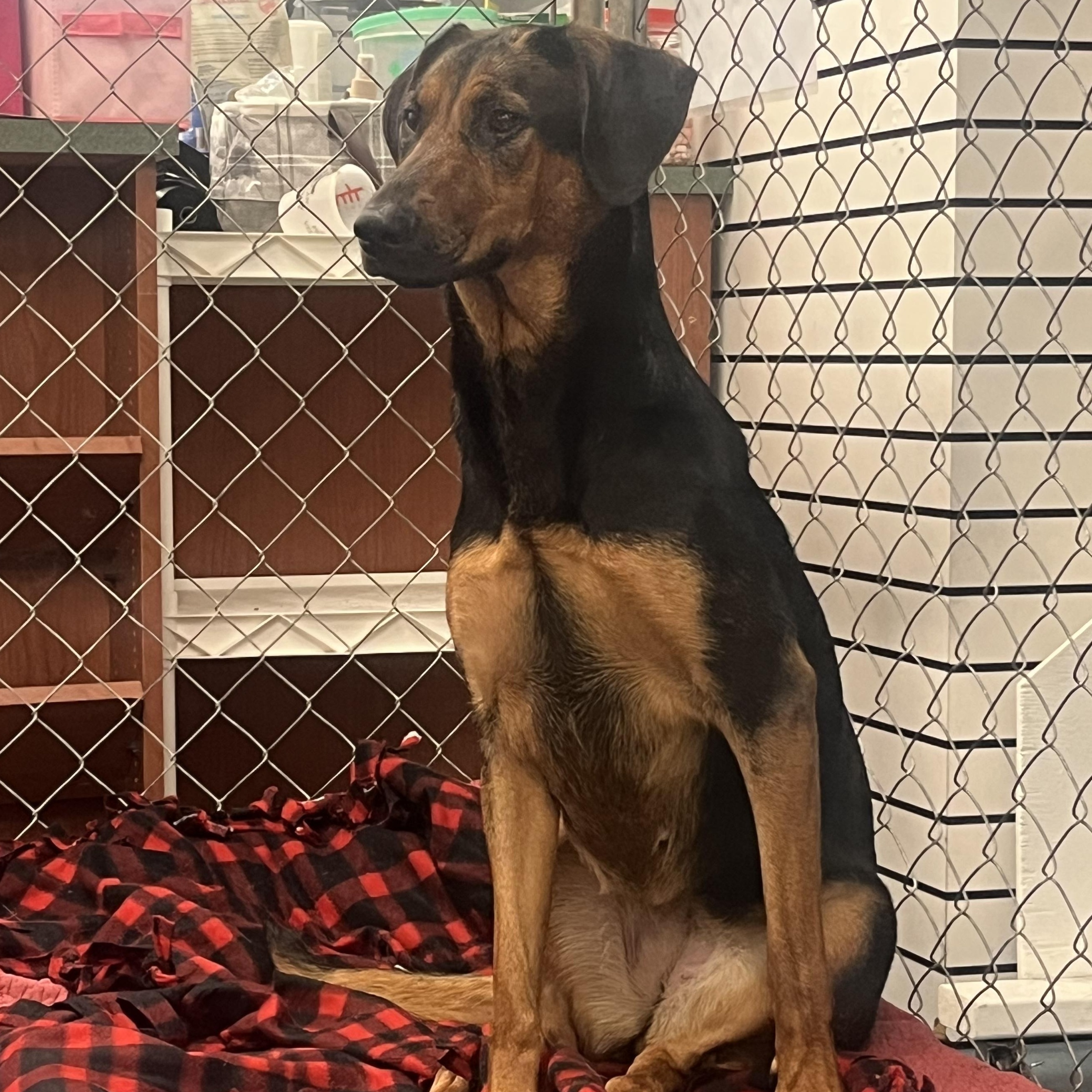 Tina, a Adoptable mixed breed in Crystal Lake, IL image 2/6