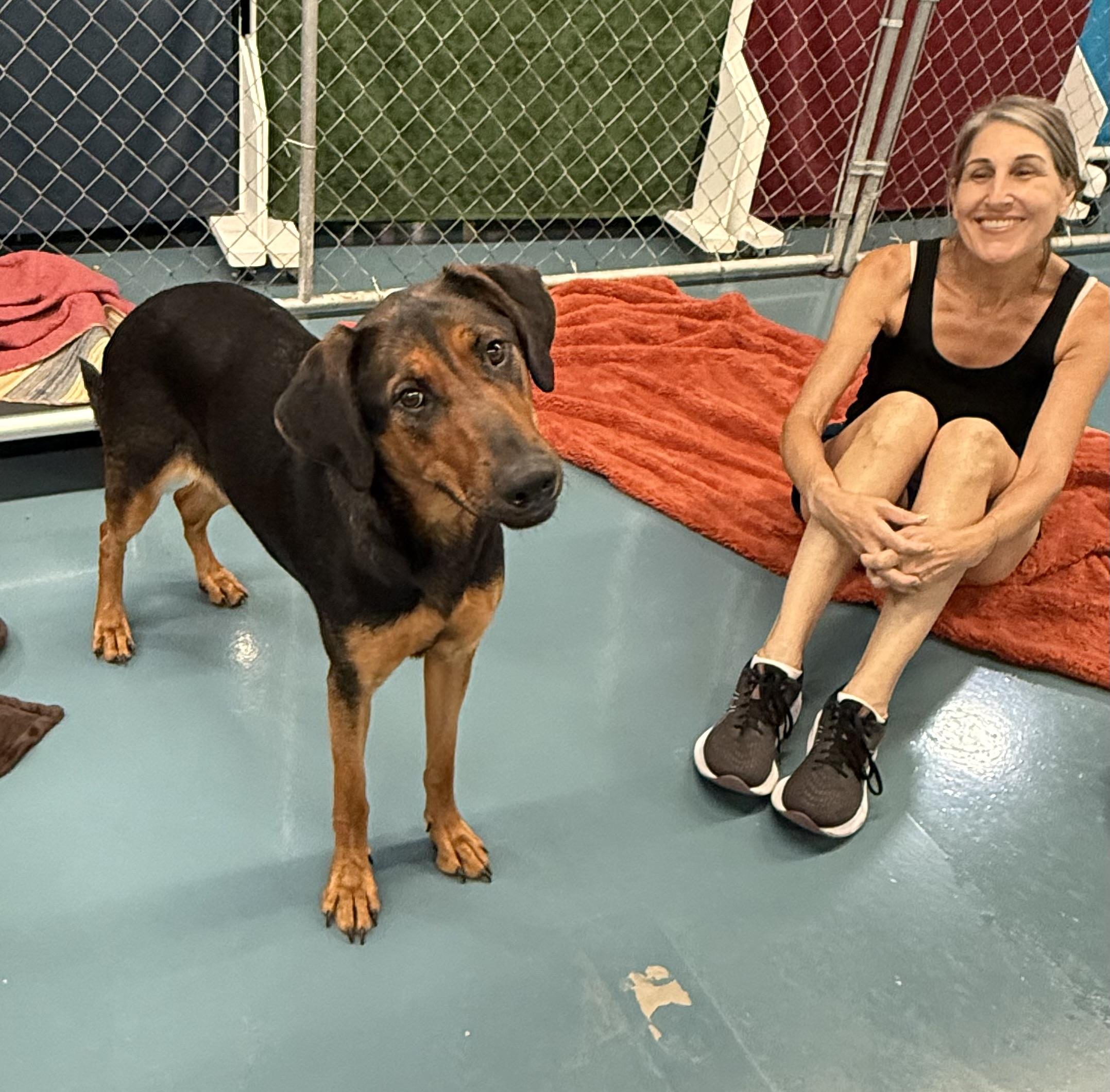 Tina, Adoptable, Adult Female German Shepherd Dog & Doberman Pinscher.