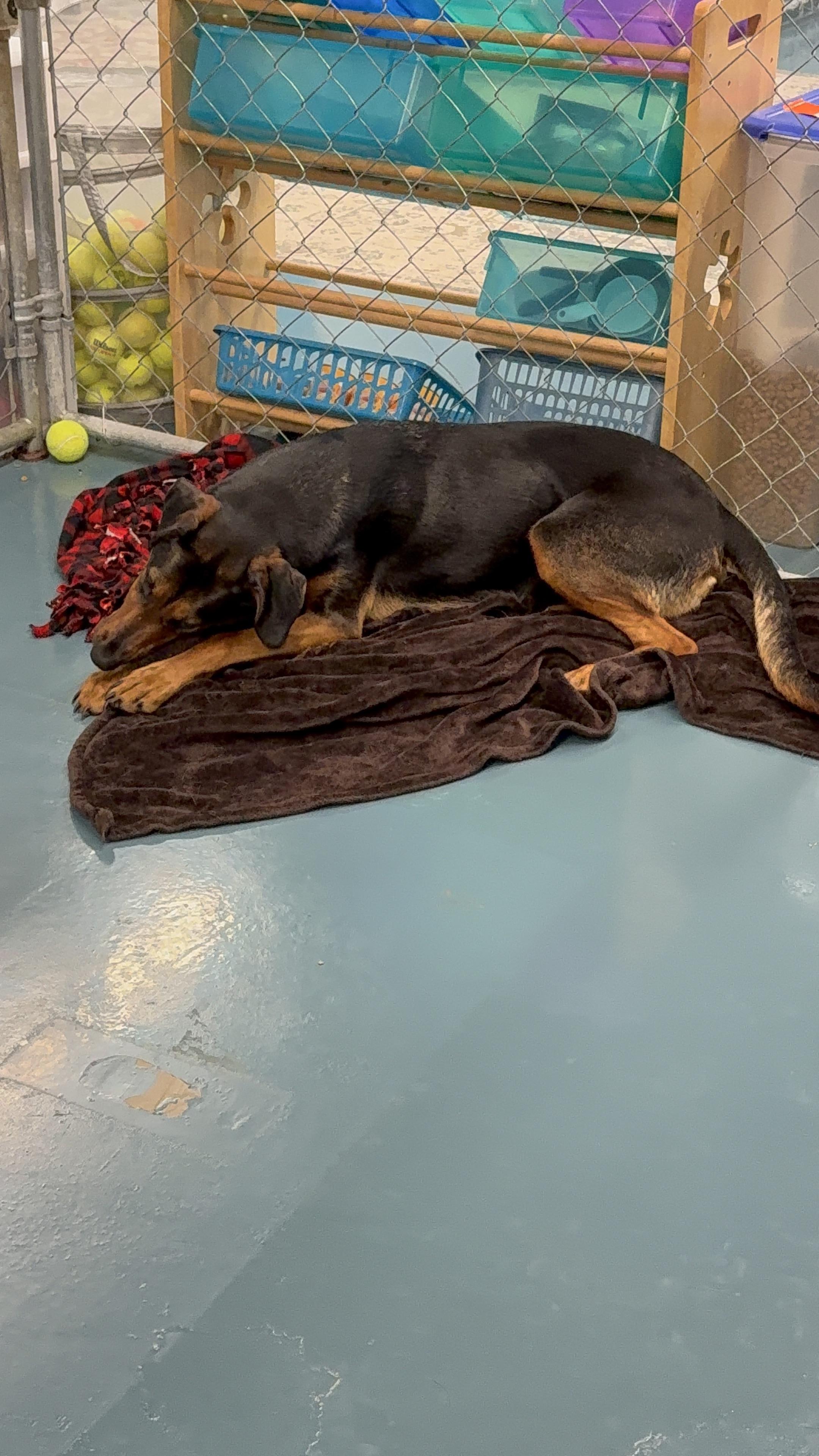 Tina, a Adoptable mixed breed in Crystal Lake, IL image 5/6