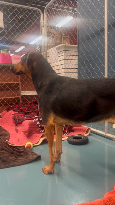 Enlarge Tina, a Adoptable mixed breed in Crystal Lake, IL video 6/6