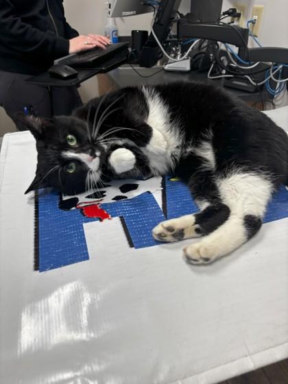 Telemachus, Adoptable, Adult Male Domestic Short Hair & Domestic Short Hair.