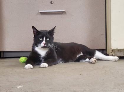 Telemachus, a Adoptable mixed breed in Berwick, PA image 1/2