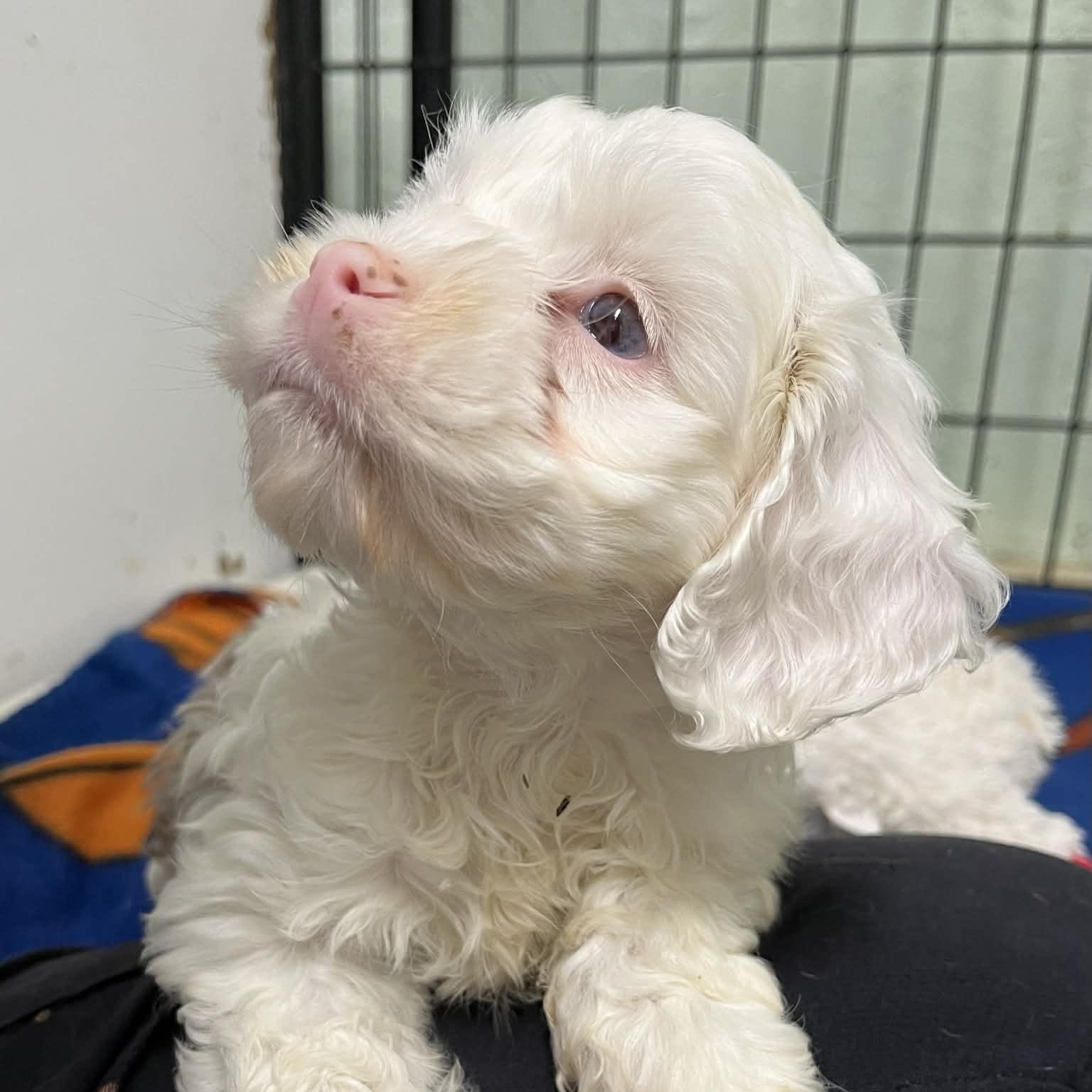 Enlarge Summit - Home Visit in Process, an adopted Cockapoo in Hartland, WI image 2/2