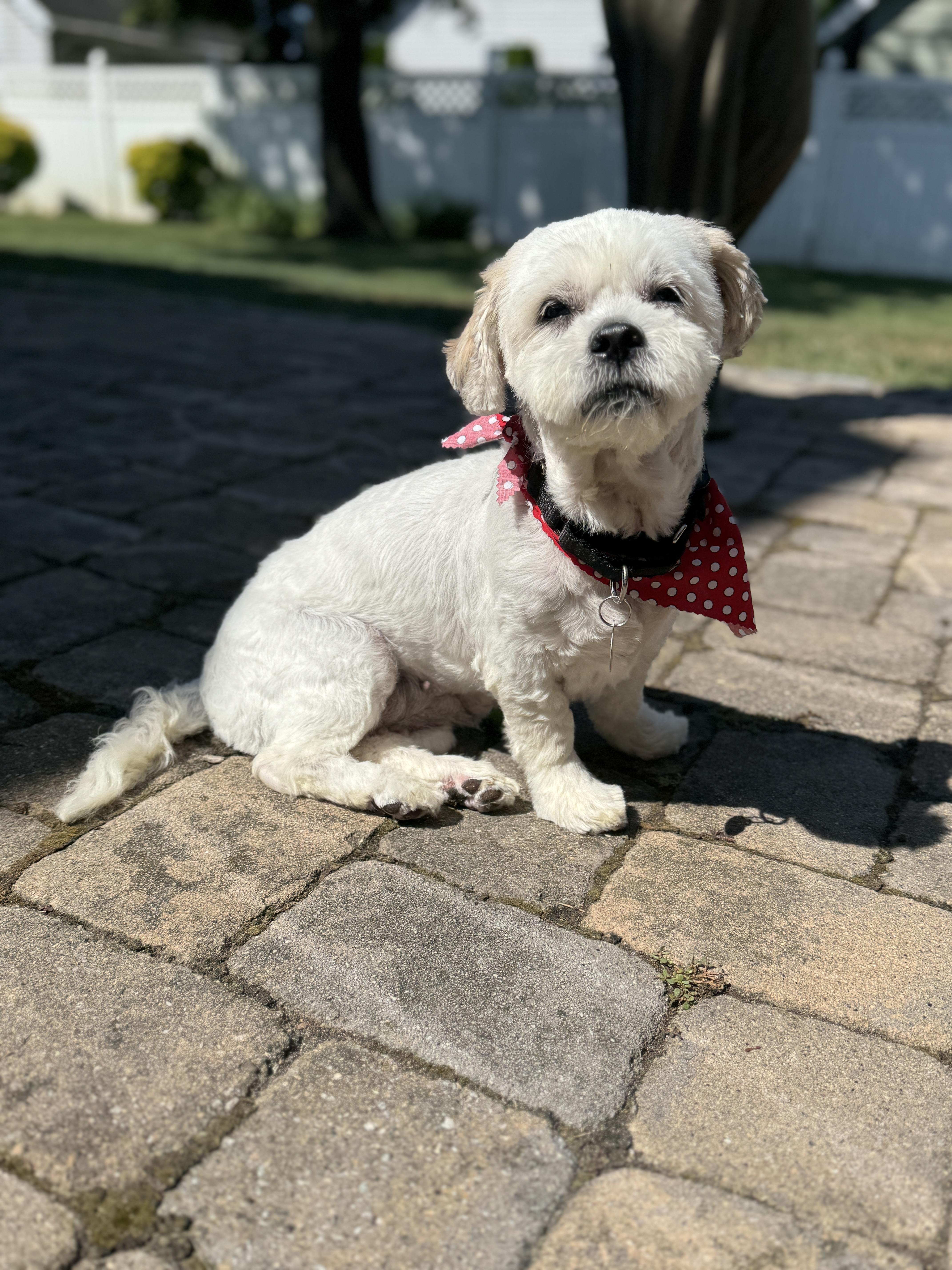 Lola, an adoptable Havanese, Miniature Poodle in Thornwood, NY, 10594 | Photo Image 1