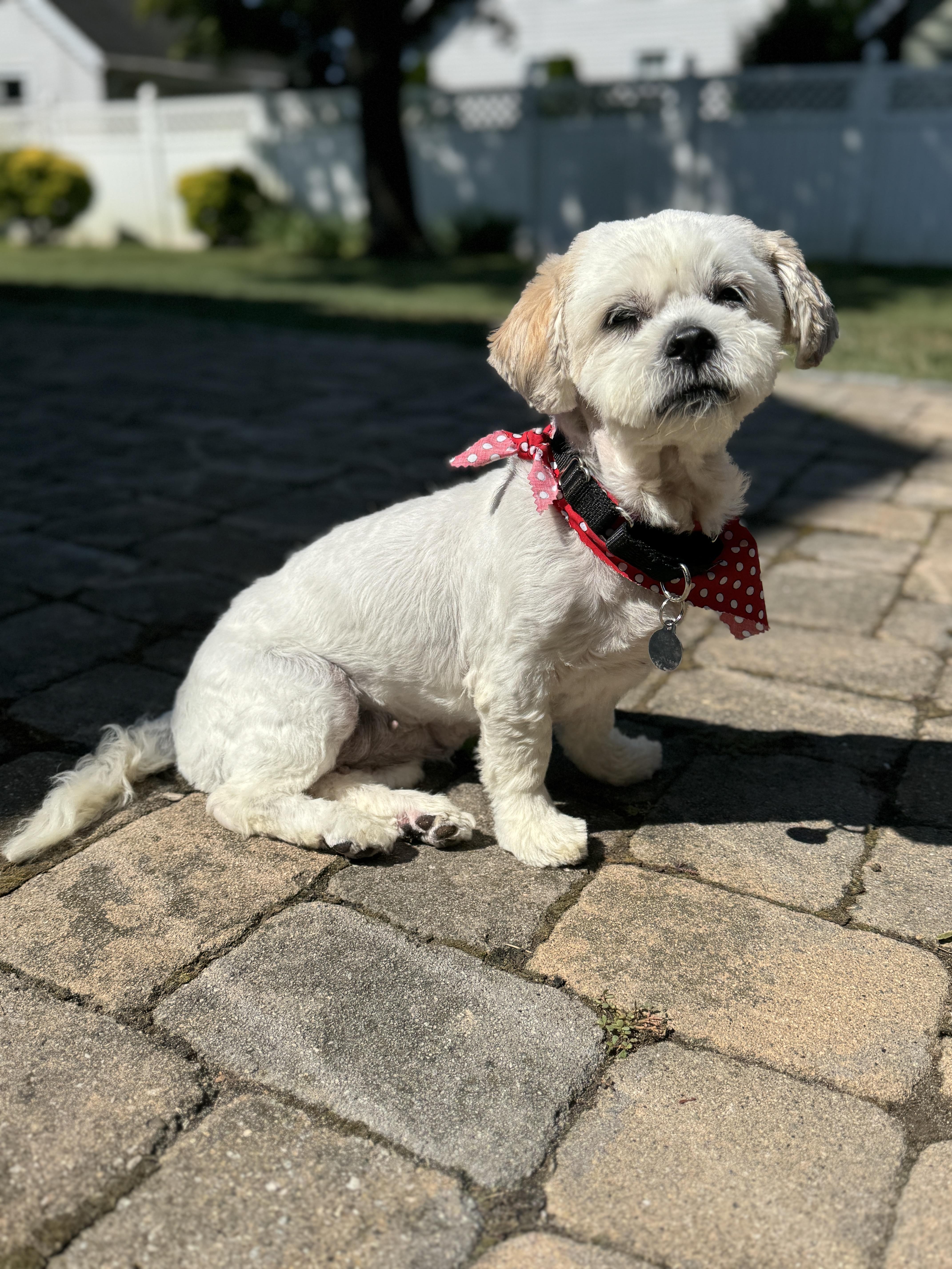 Lola, an adoptable Havanese, Miniature Poodle in Thornwood, NY, 10594 | Photo Image 6